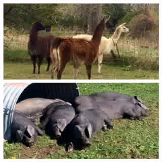 Working Homestead Farm & Dairy