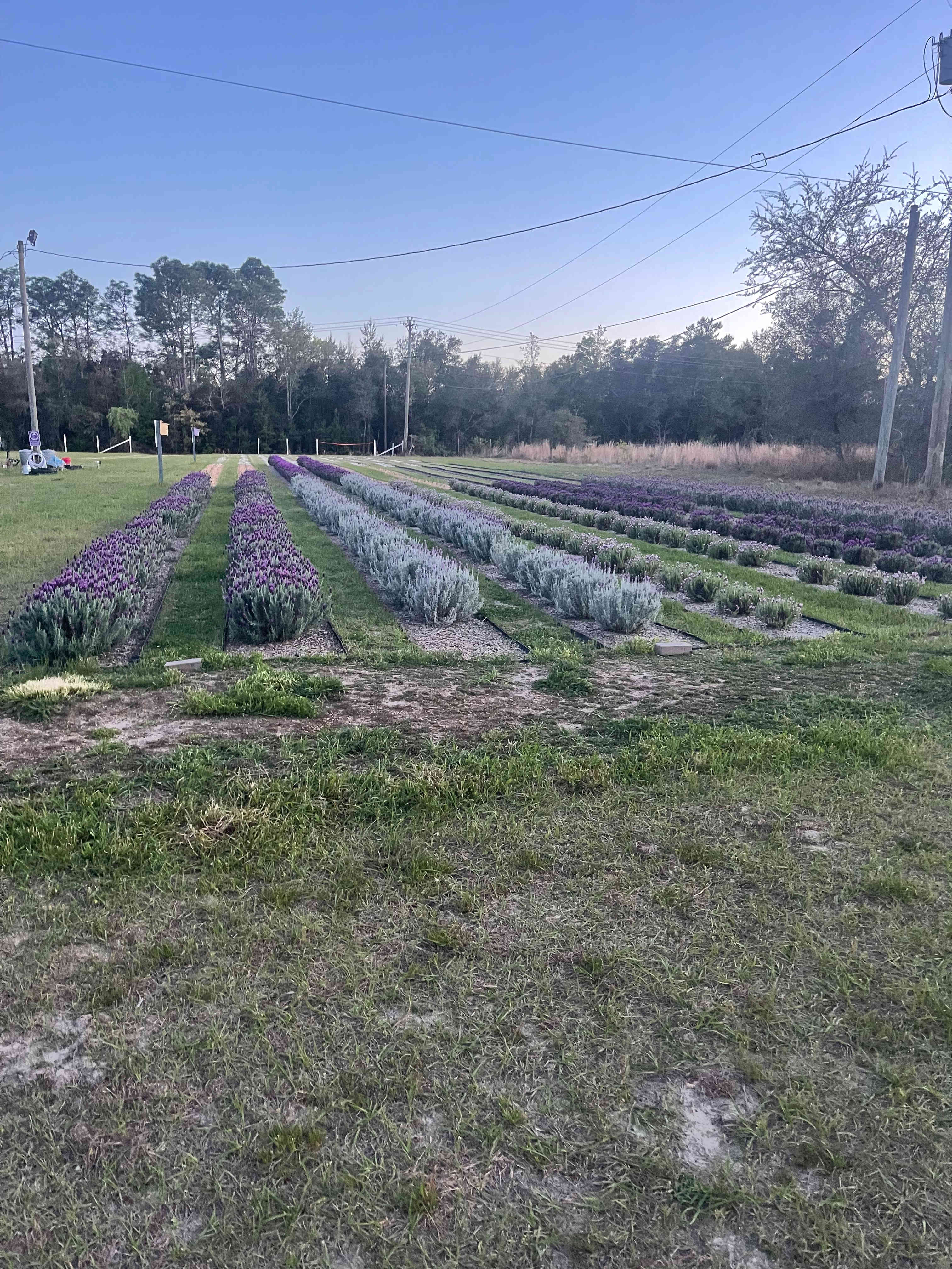 Lavender Fields
