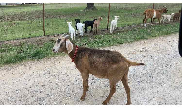 Pioneer Lane Farm