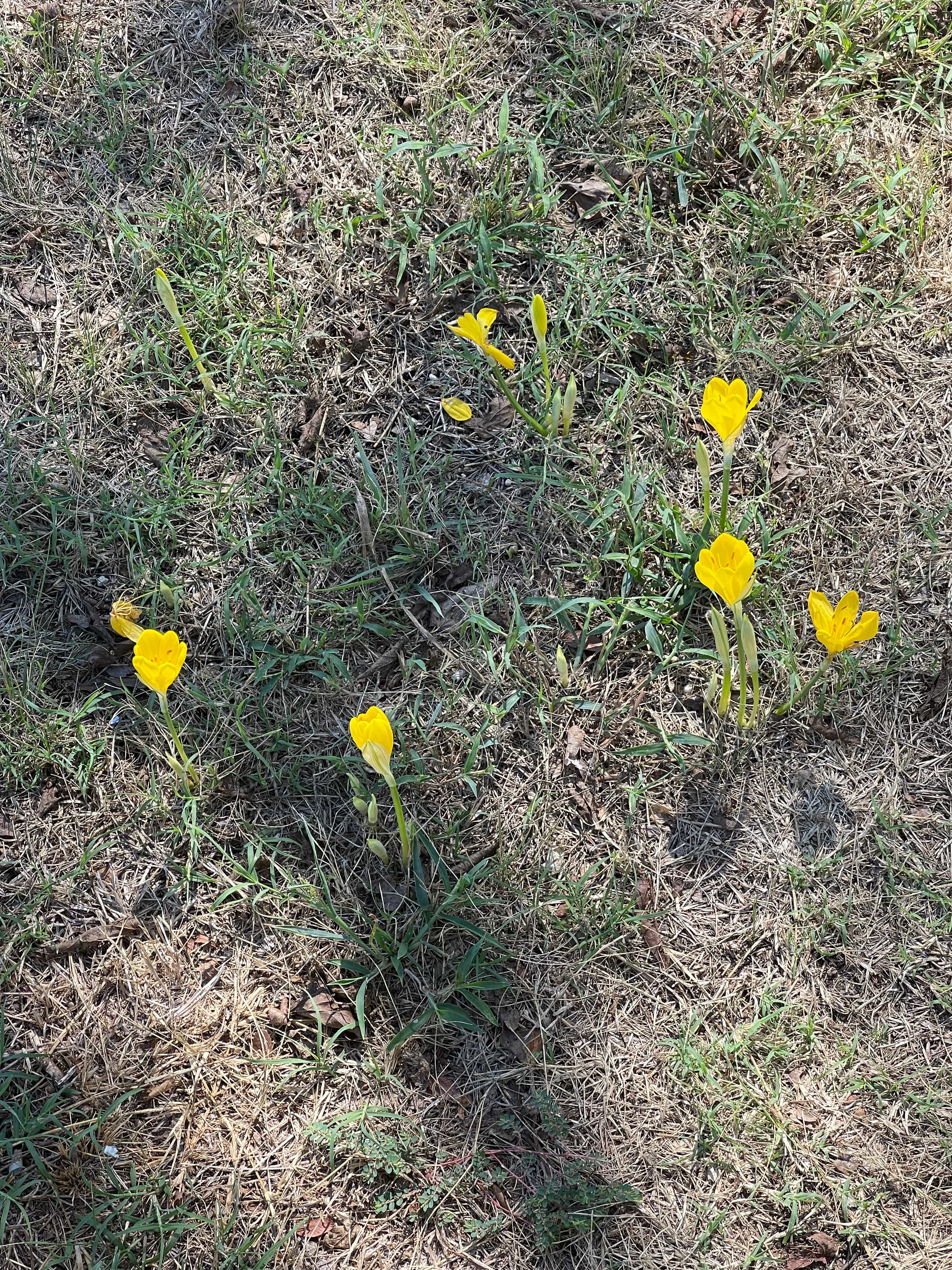Pasture Near Arledge Ridge On 78