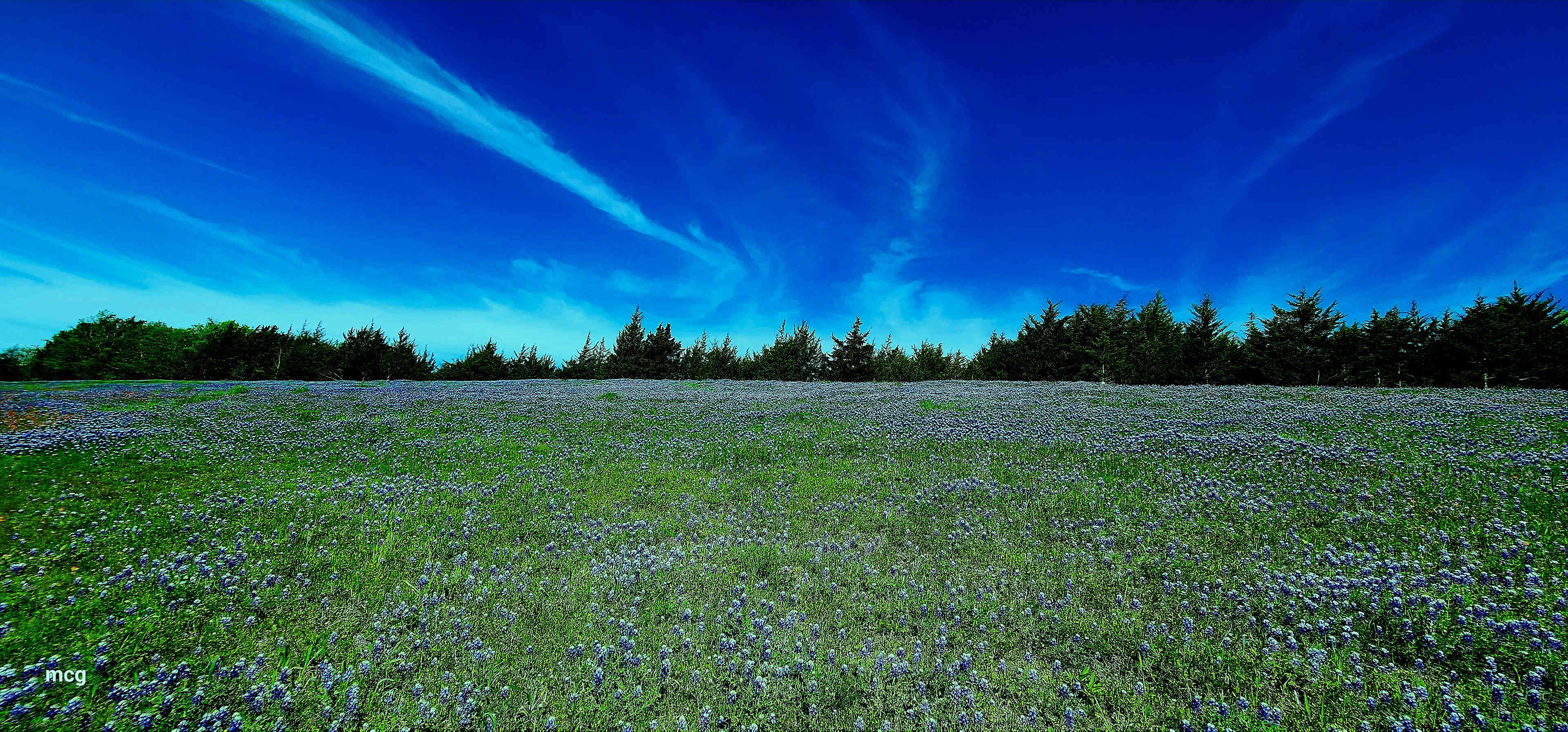 Honey Fields