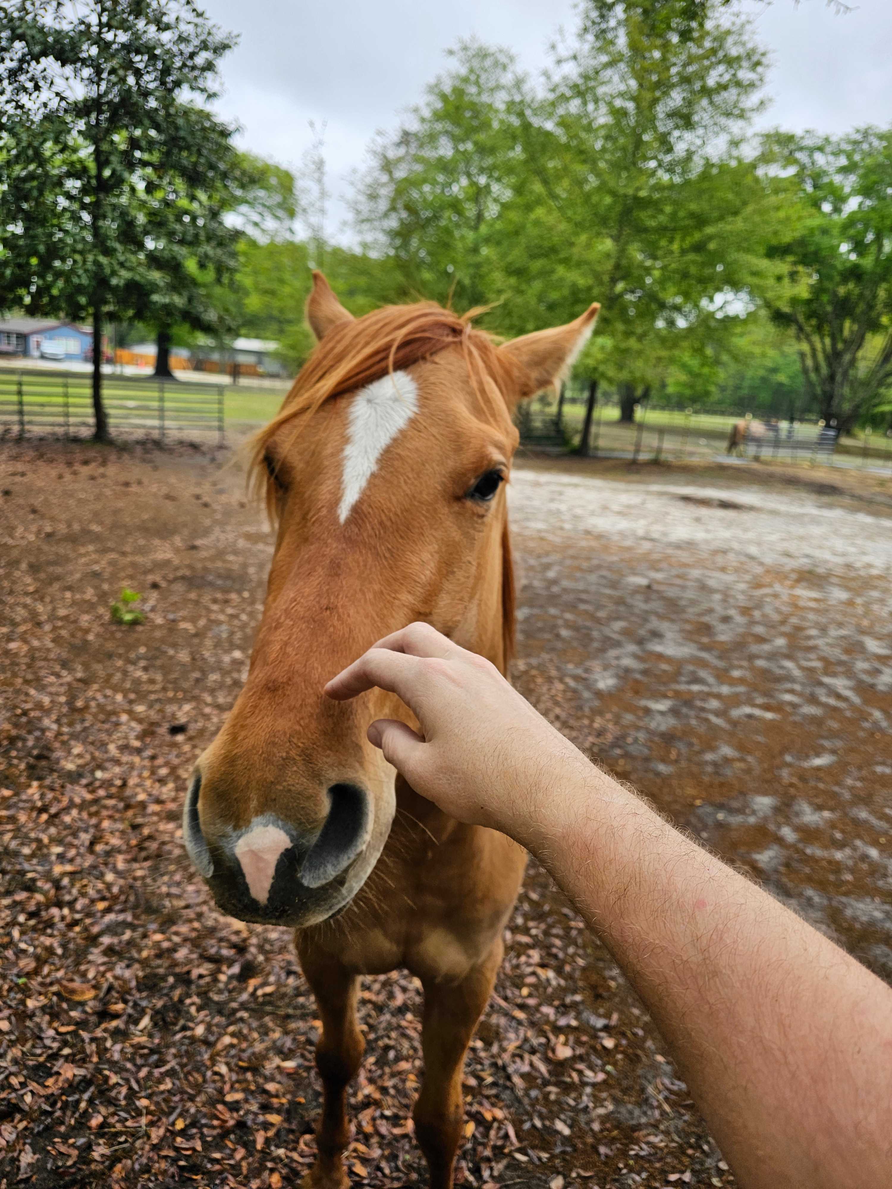 Pet some horses