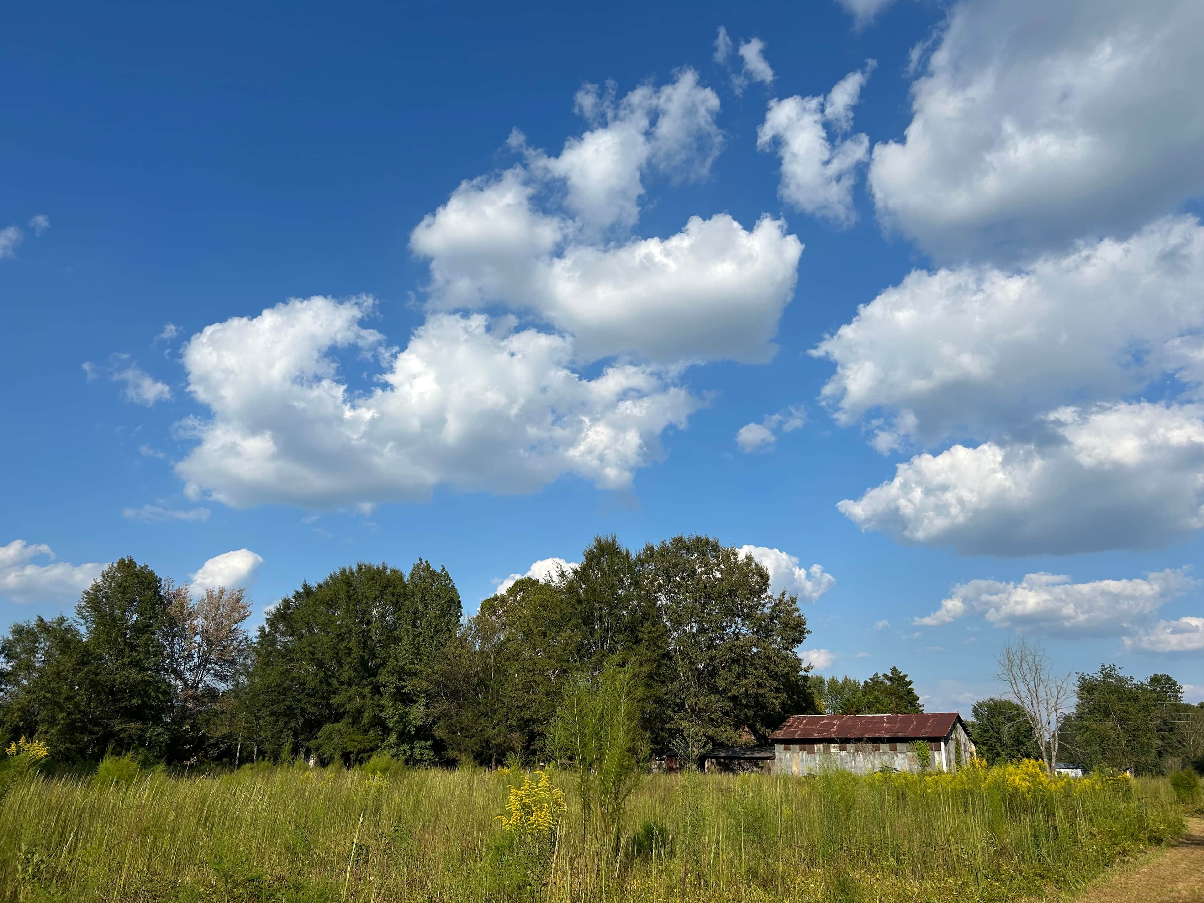 Dragonfly Meadow