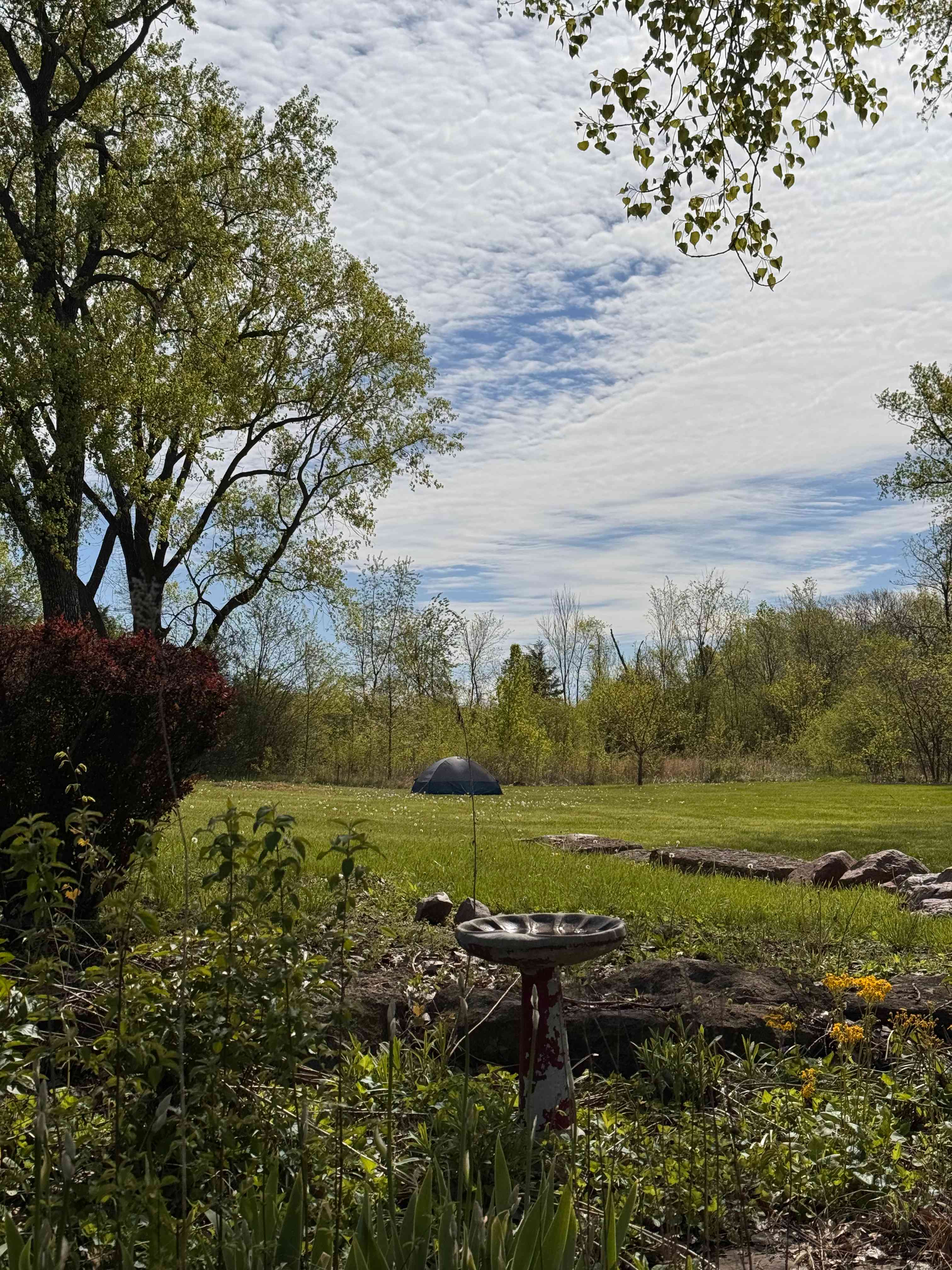 Moonlight Meadow KC