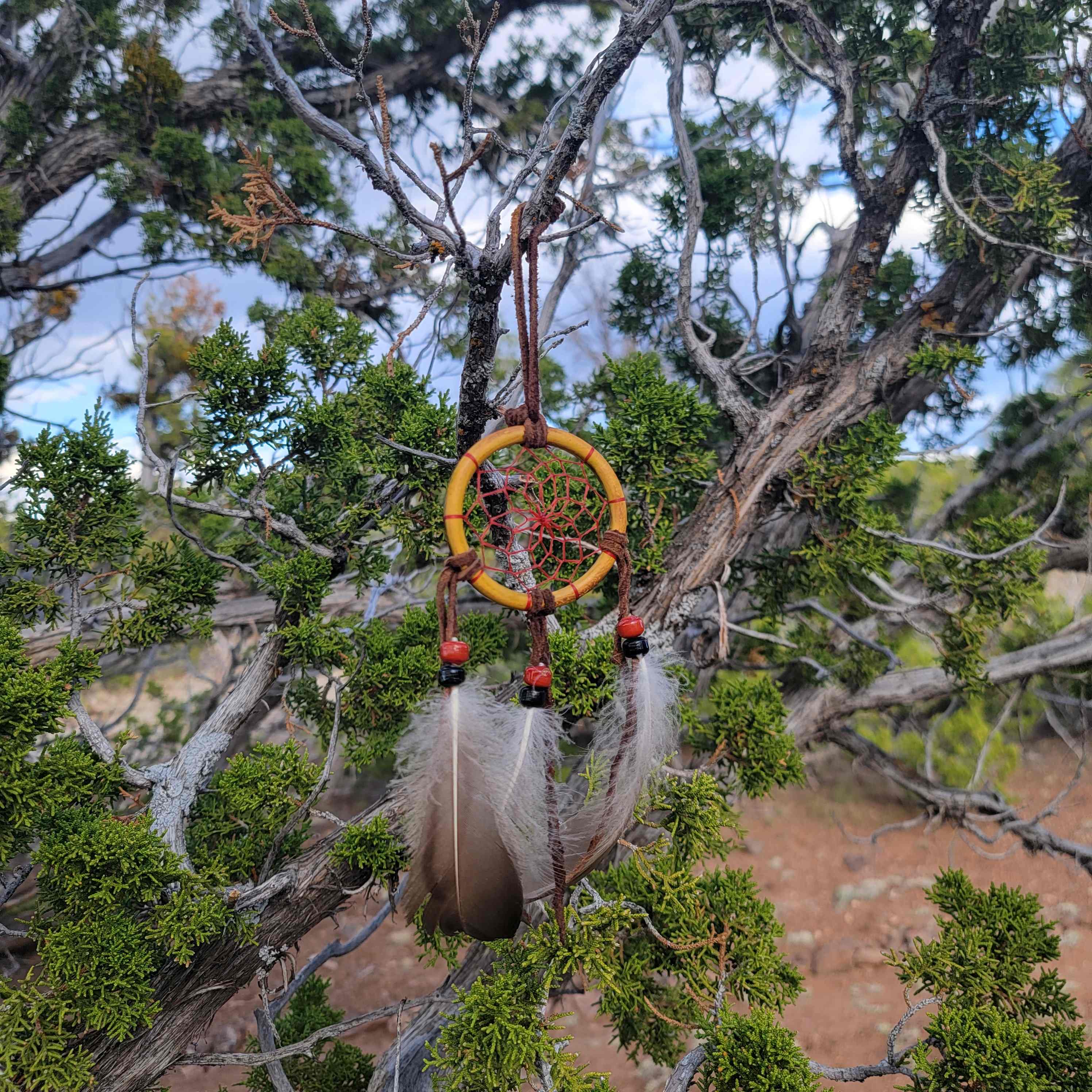 Wampum Tree Camp