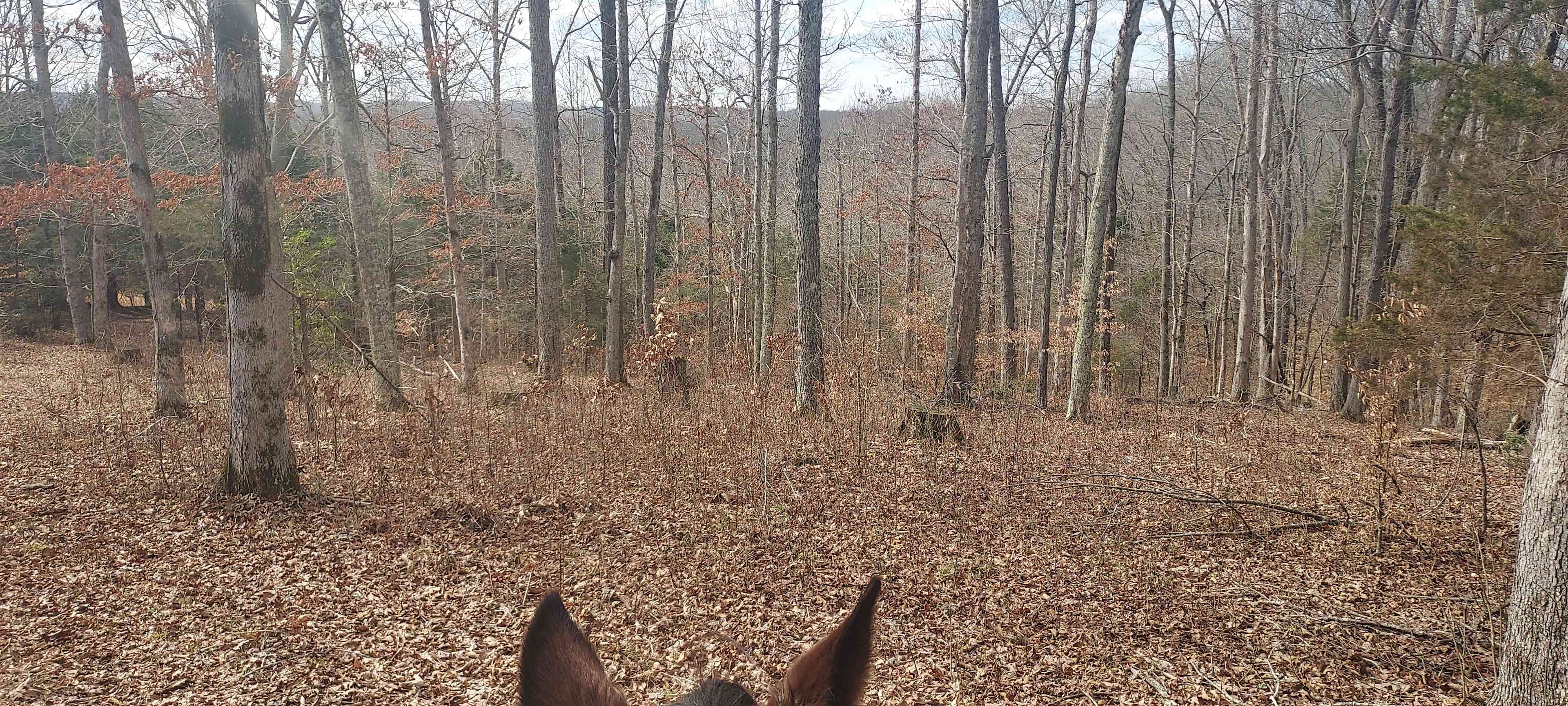 Shepherd's Holler