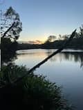 Kotuku on Oyster Creek