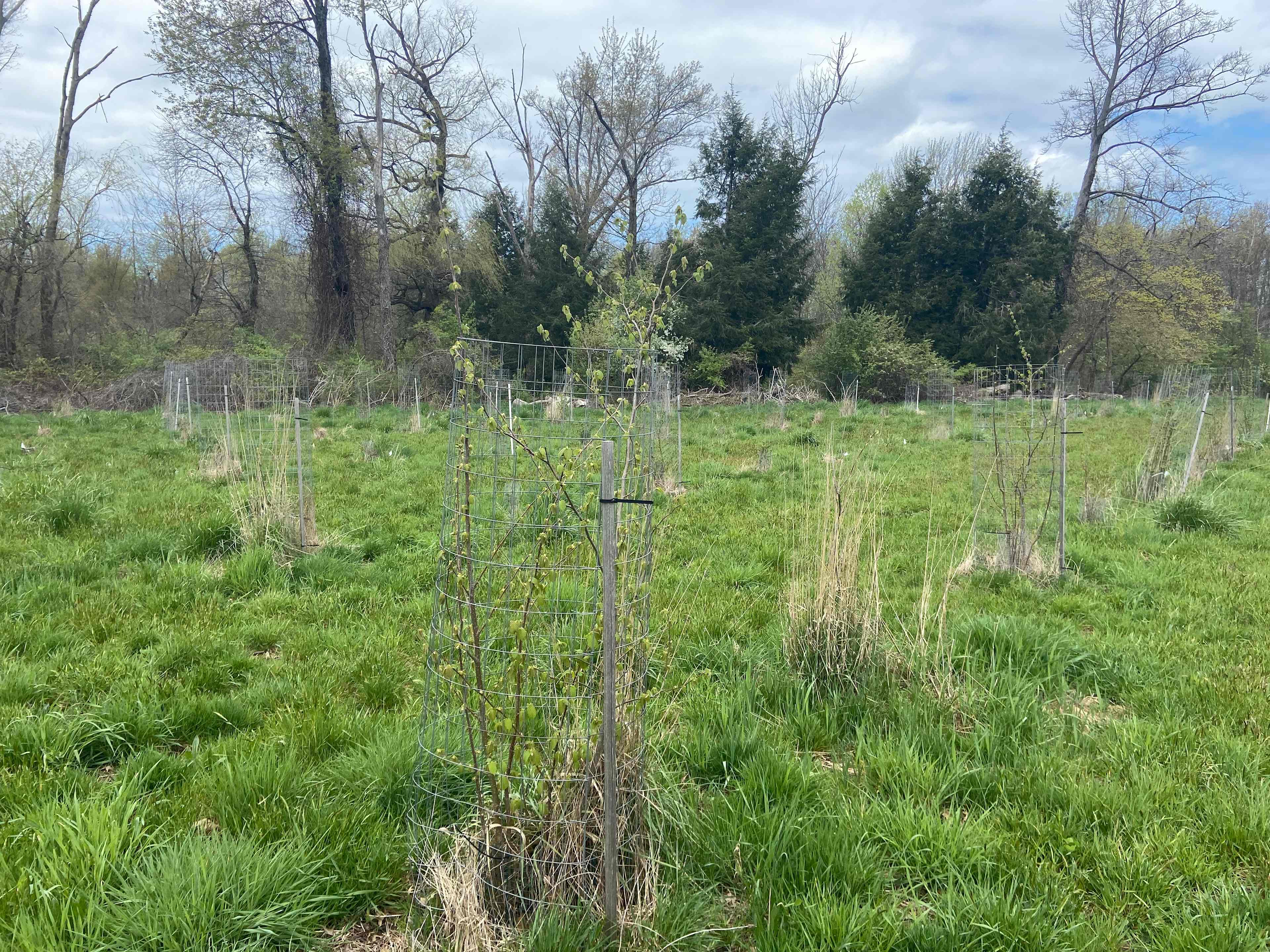 White Walnut Farm