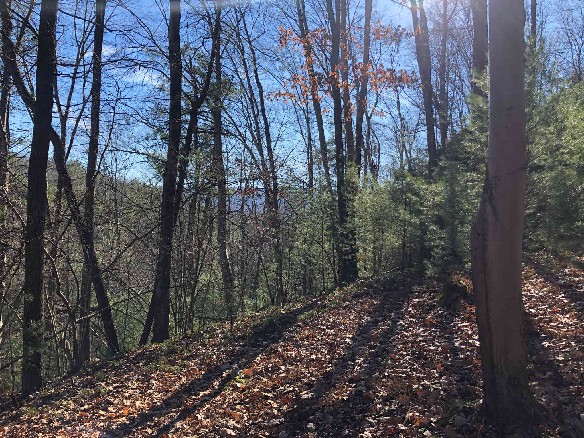 Whitetail Summit