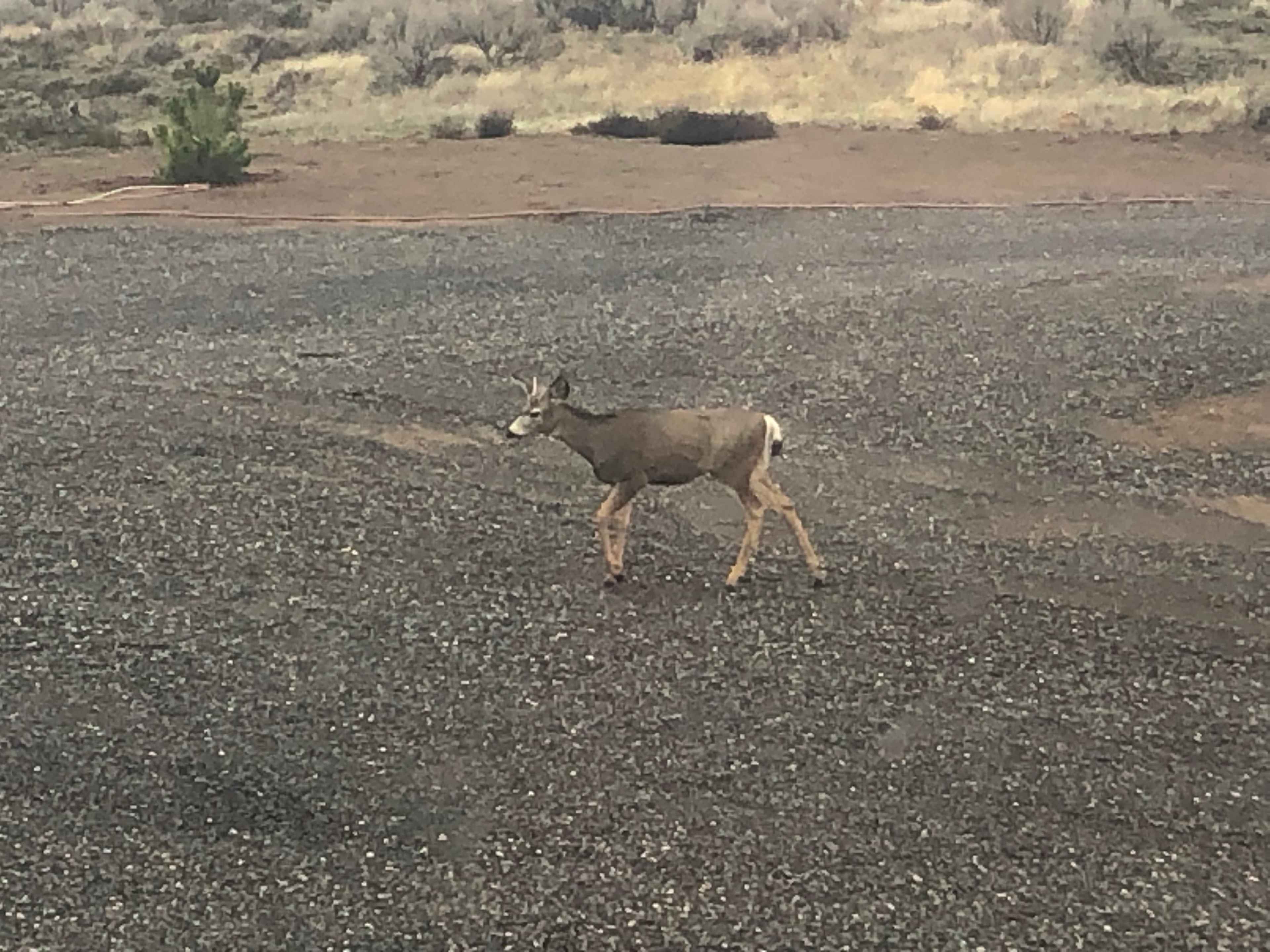 The deer is enjoying an area where a tent, trailer, or RV may be placed.