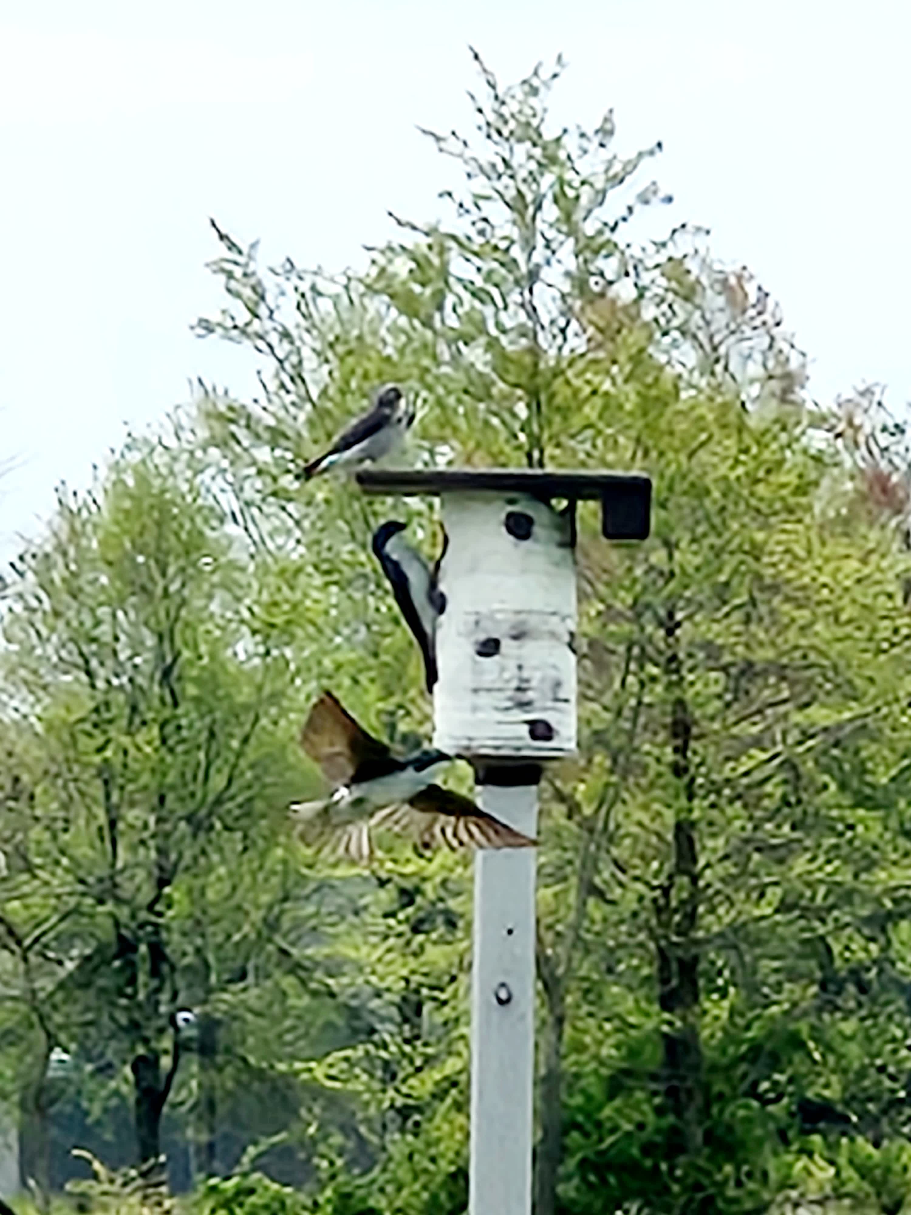 Felidae Farm