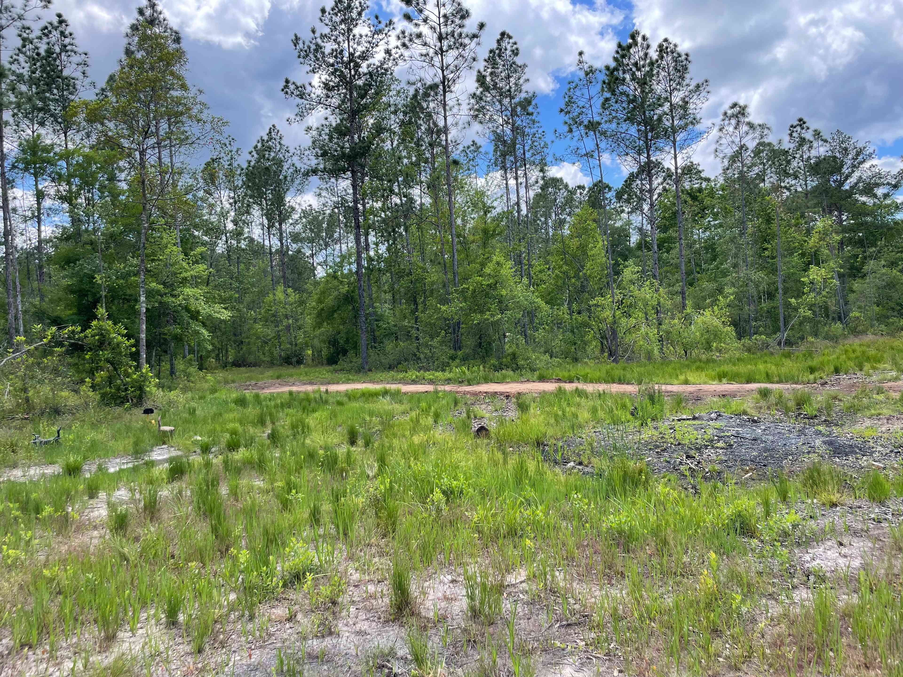 Florida Wildlands