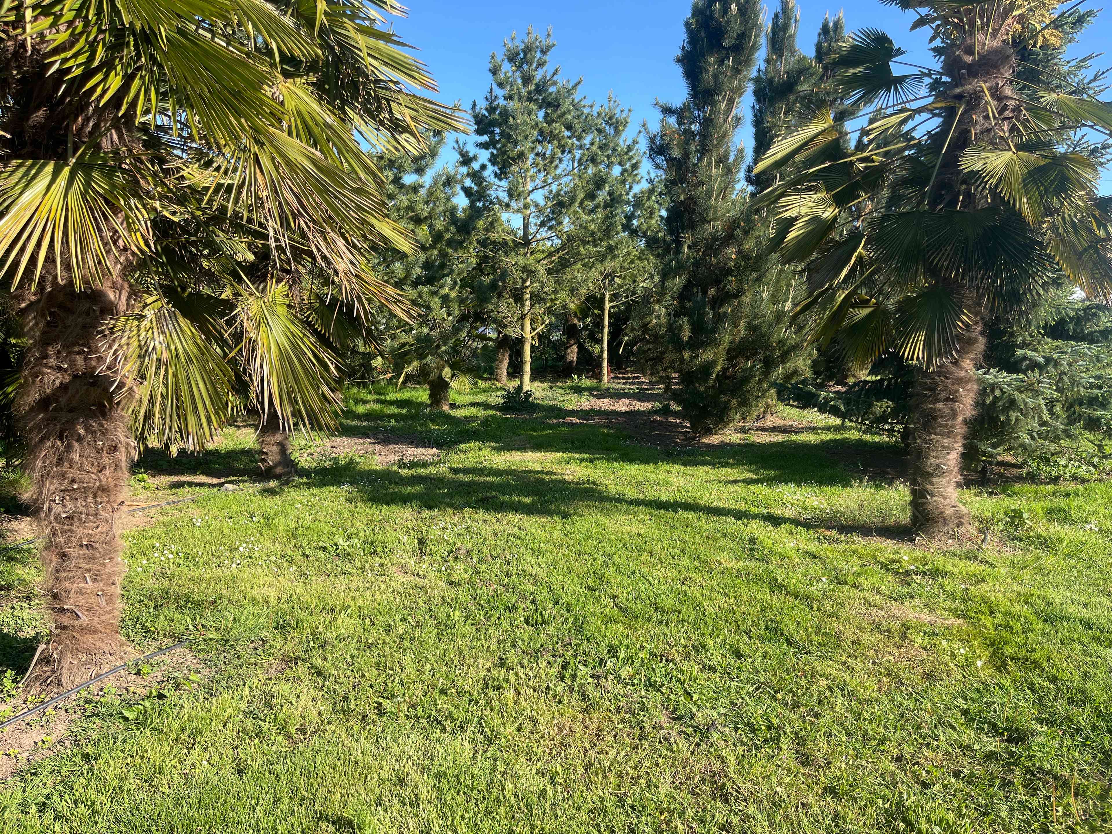 Fan Palm Farm