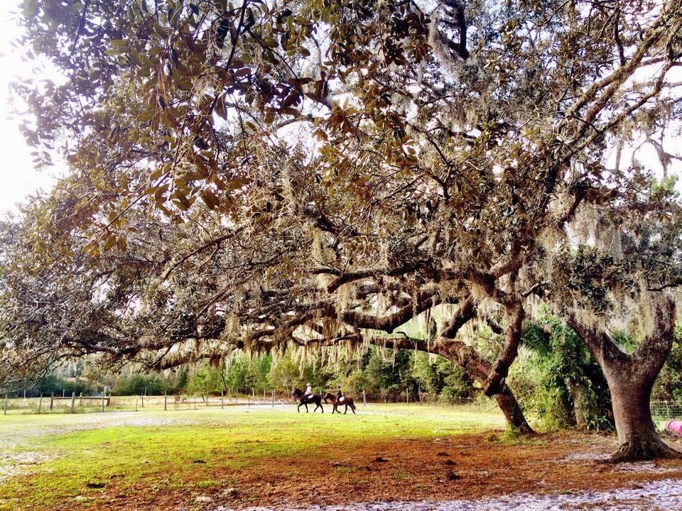 Lovely Acres Of East Orlando