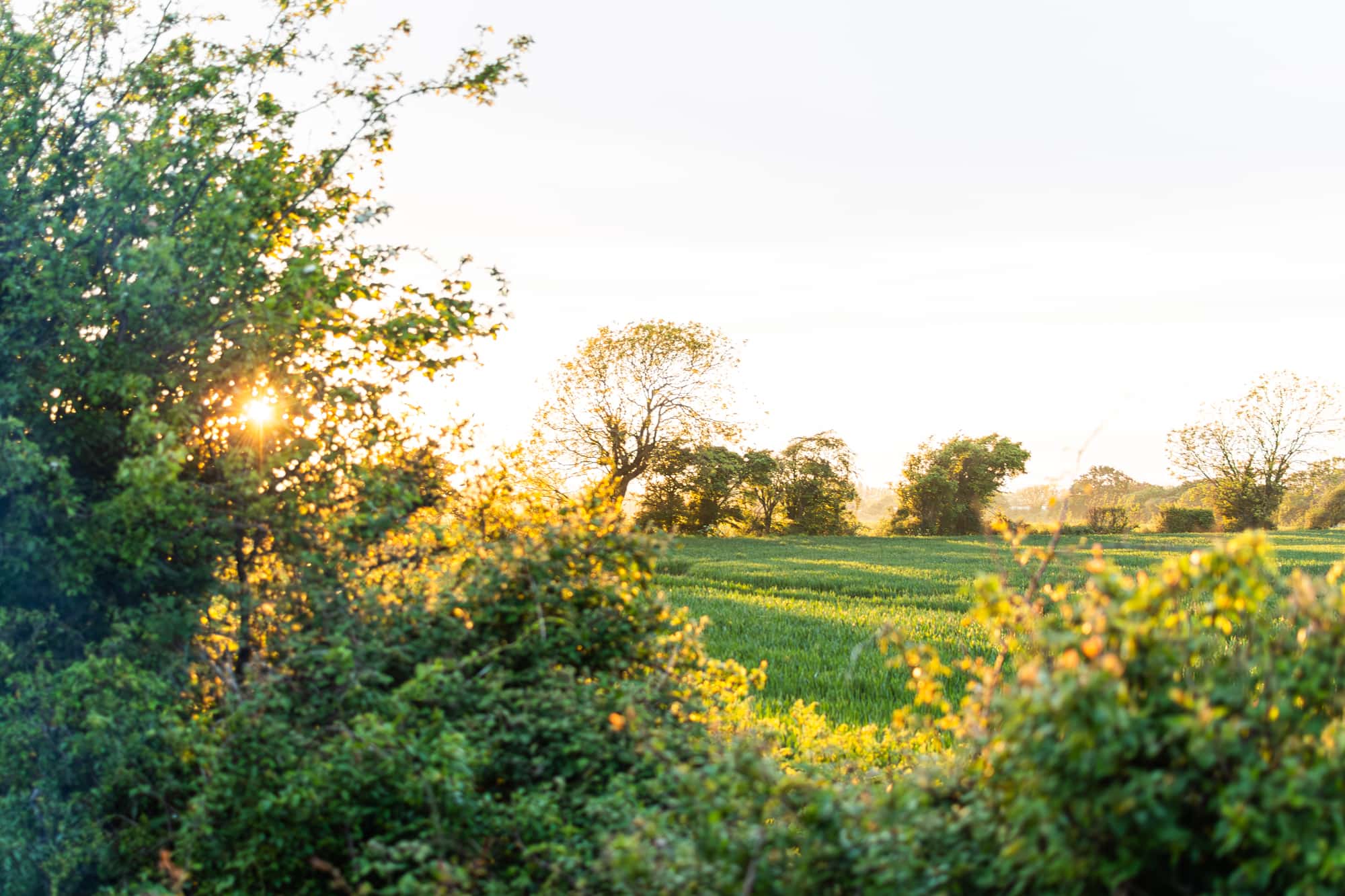 Setting sun over the adjacent fields 🌅