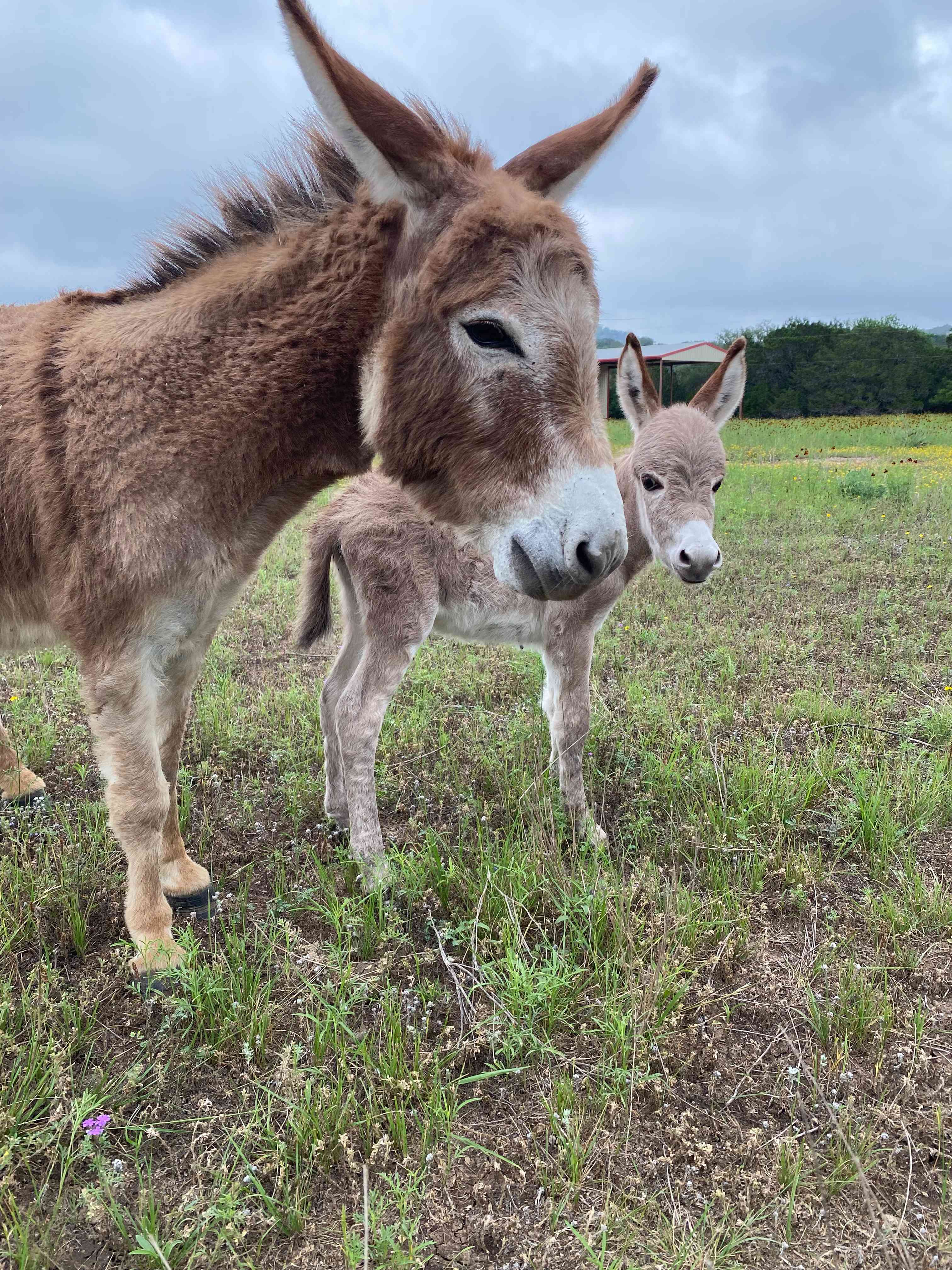 A baby Jenny was born in May 2024! She loves hugs and begs to be scratched!