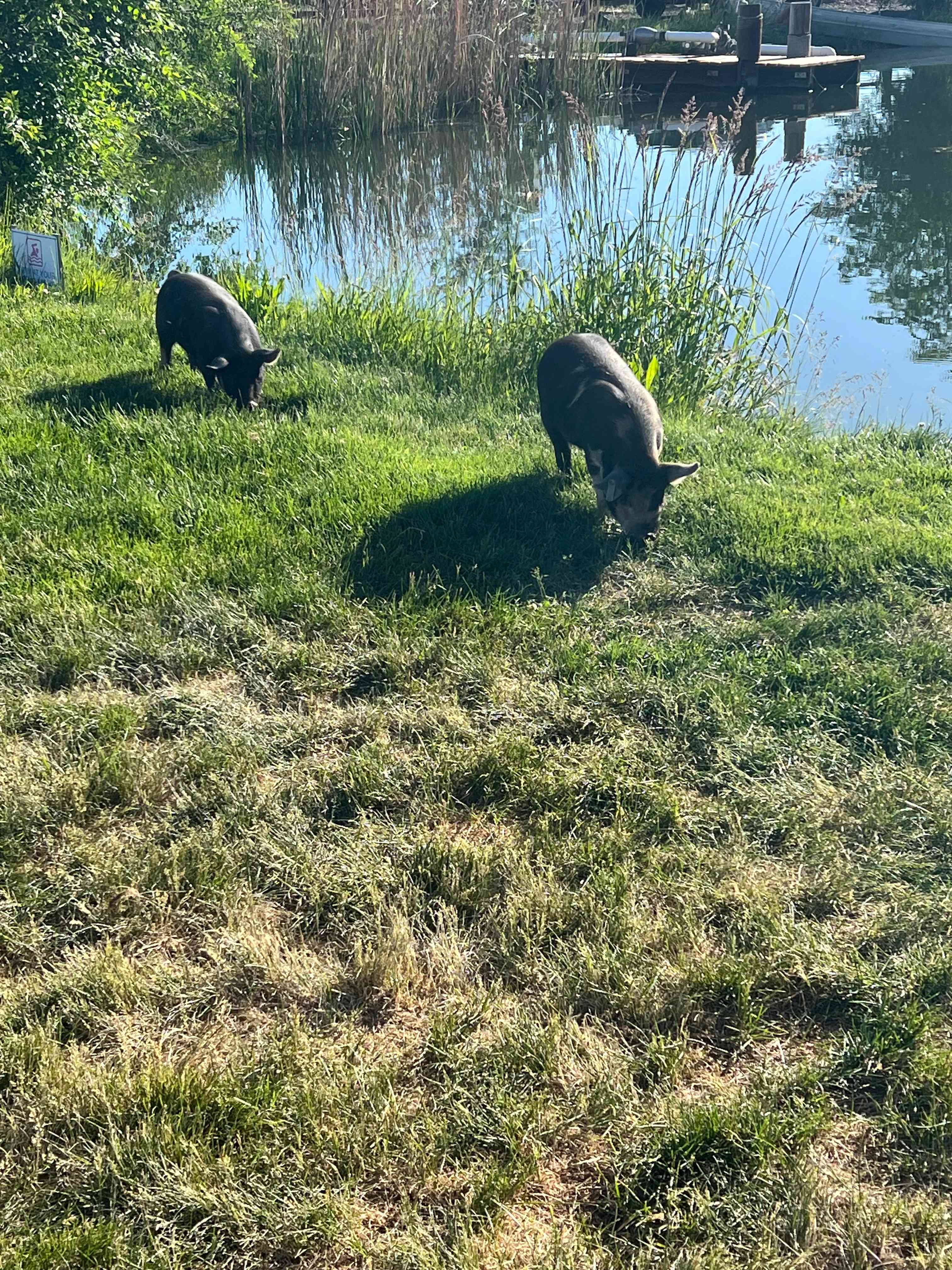 Willow Barn Ranch