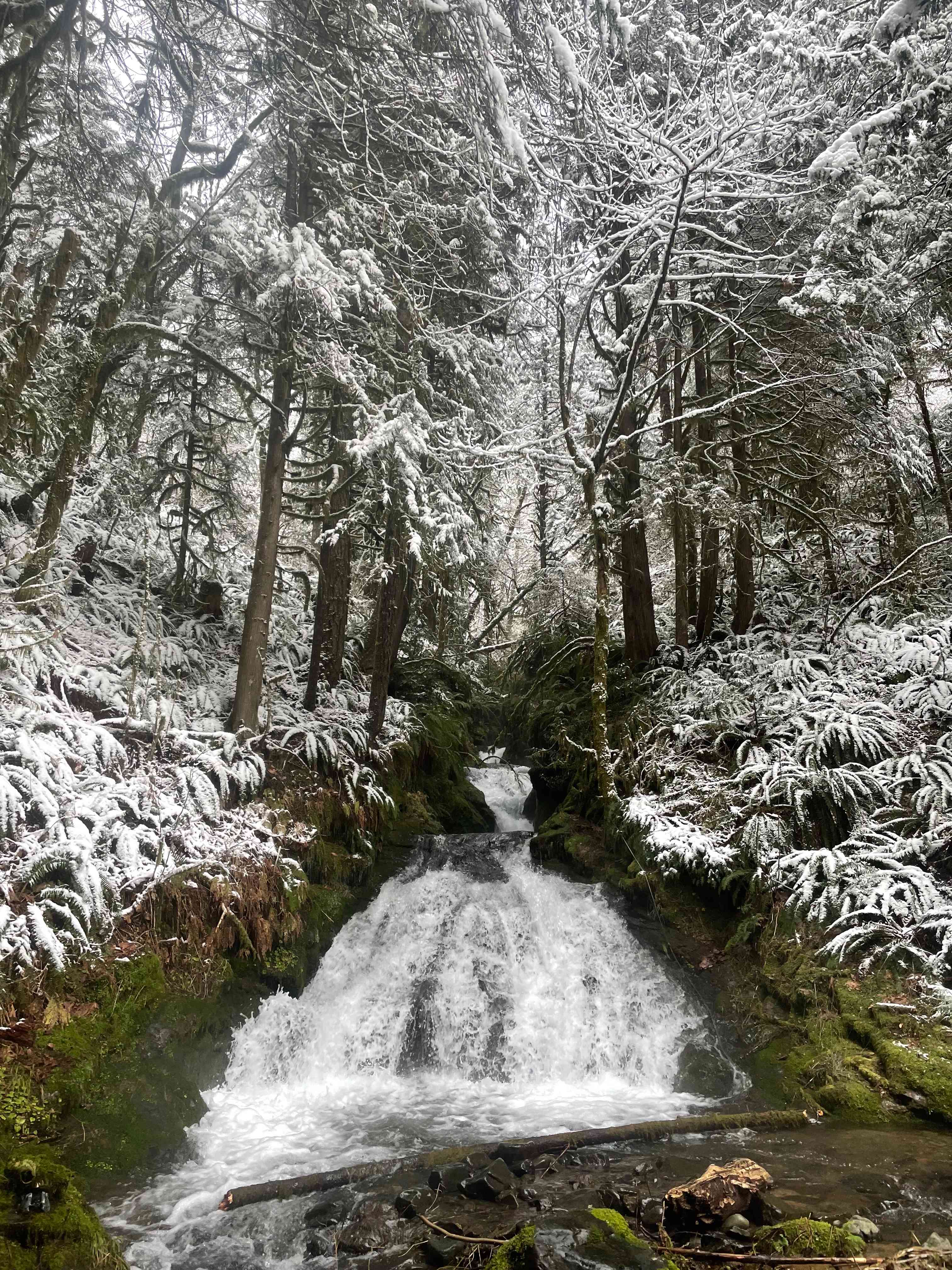 This is the most accessible waterfall on our land. We call it Grotto Falls, because it has a grotto and small pool at the top of the 15’ falls.
