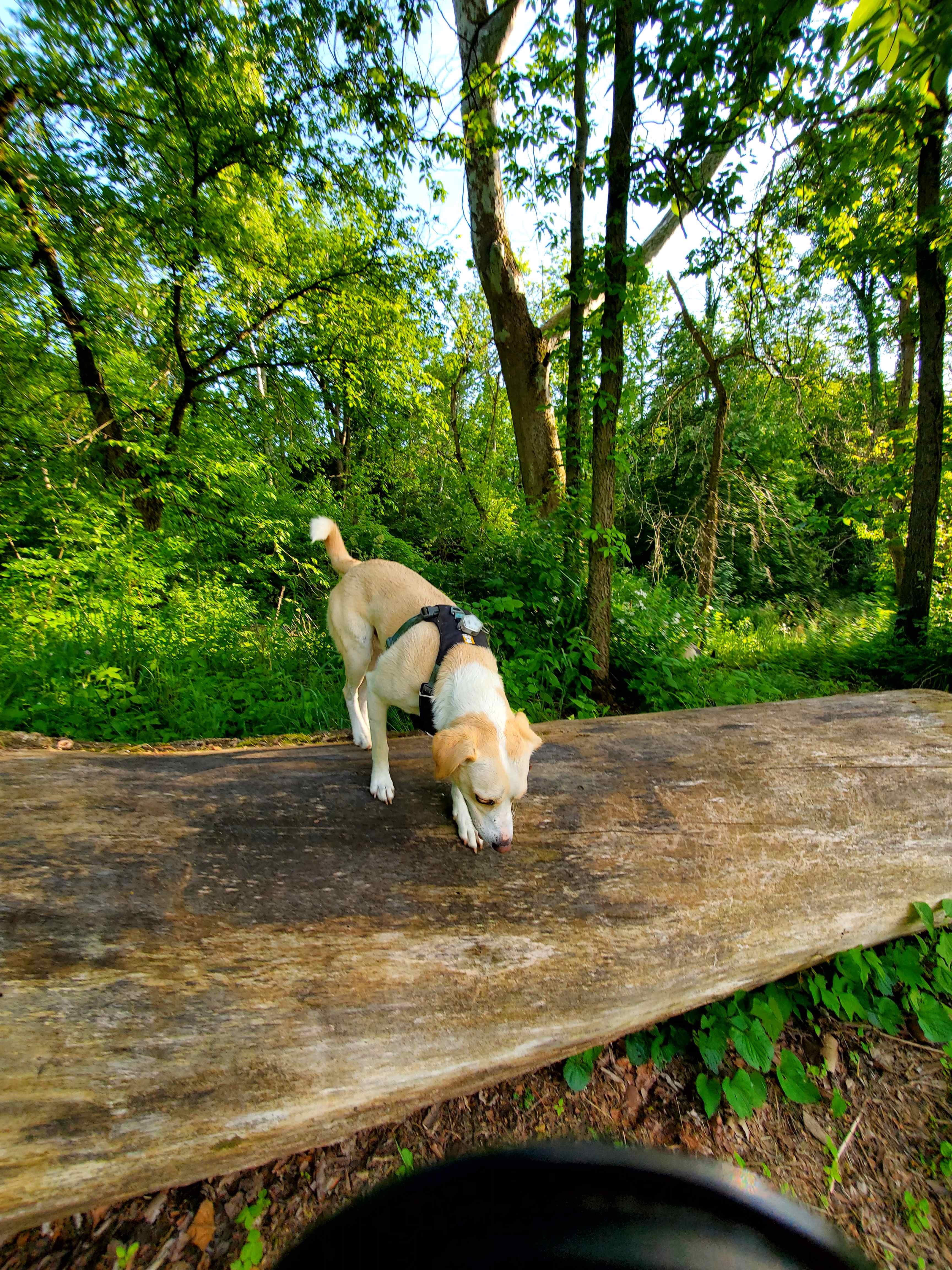 Fun things everywhere for the pups to explore!