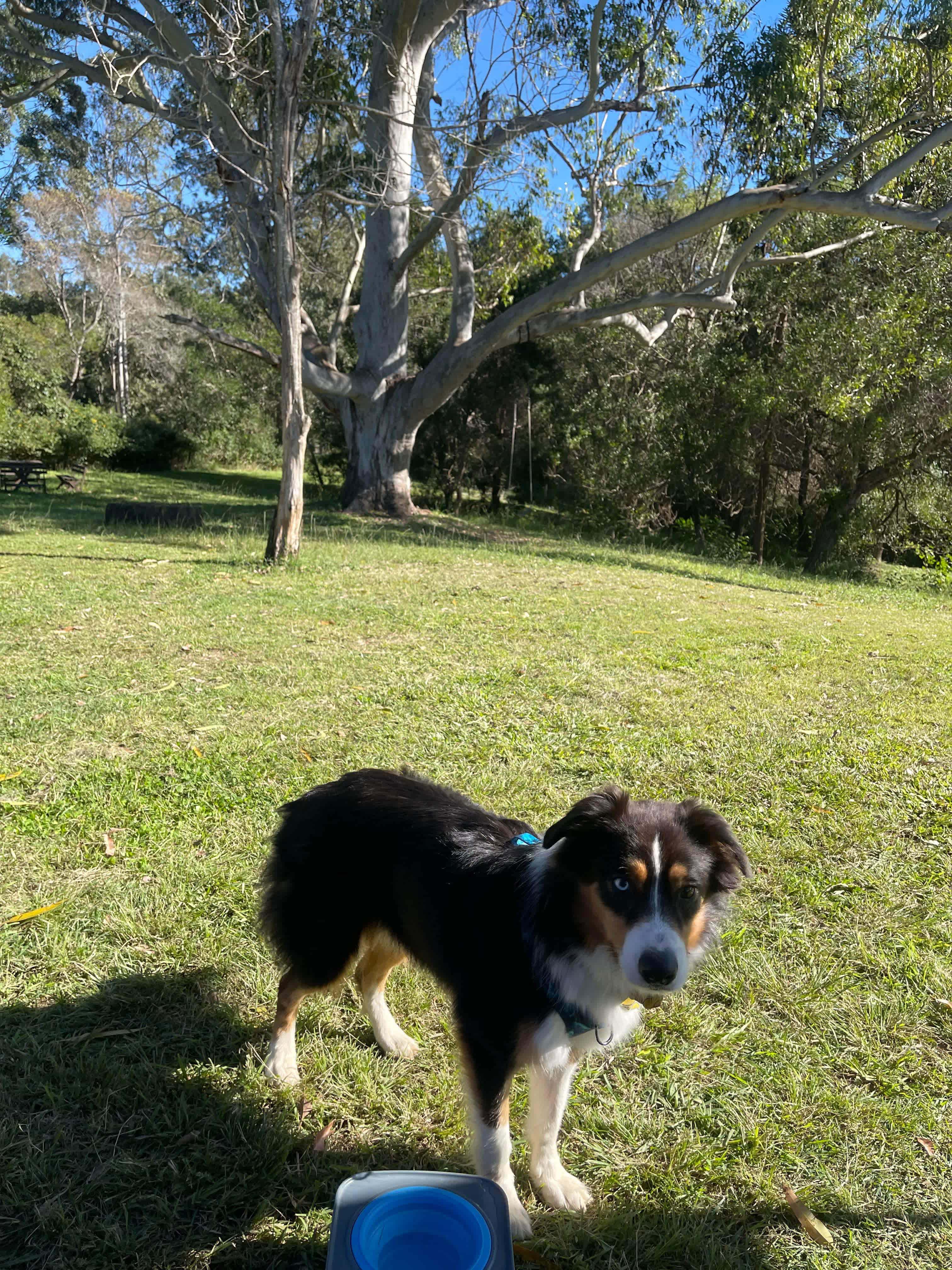 Bunya Grove