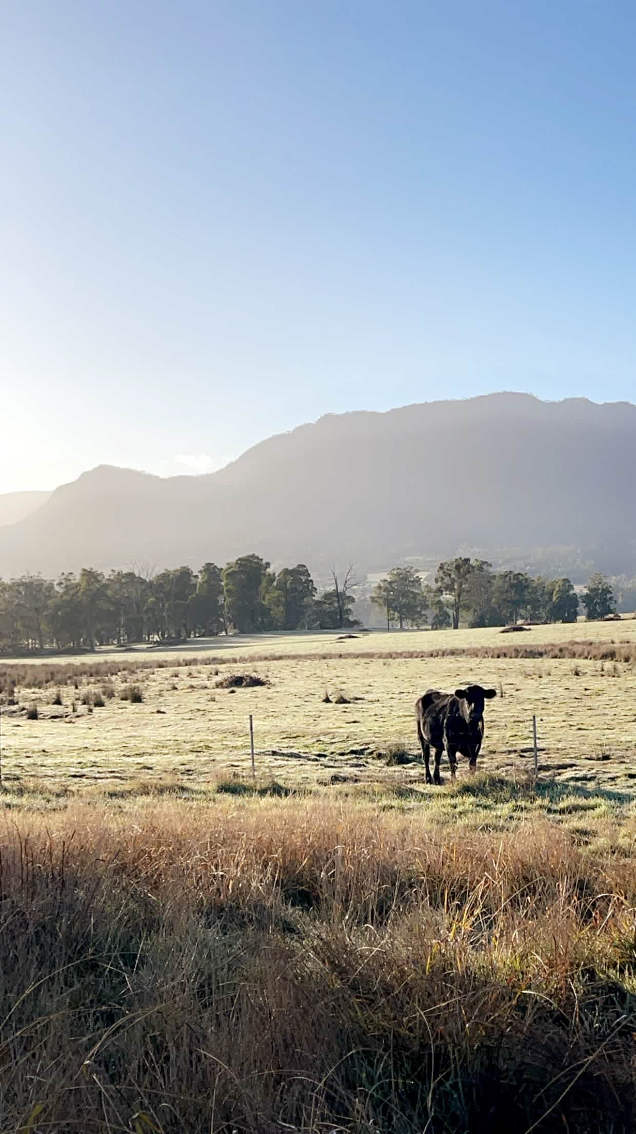Galea Ranch