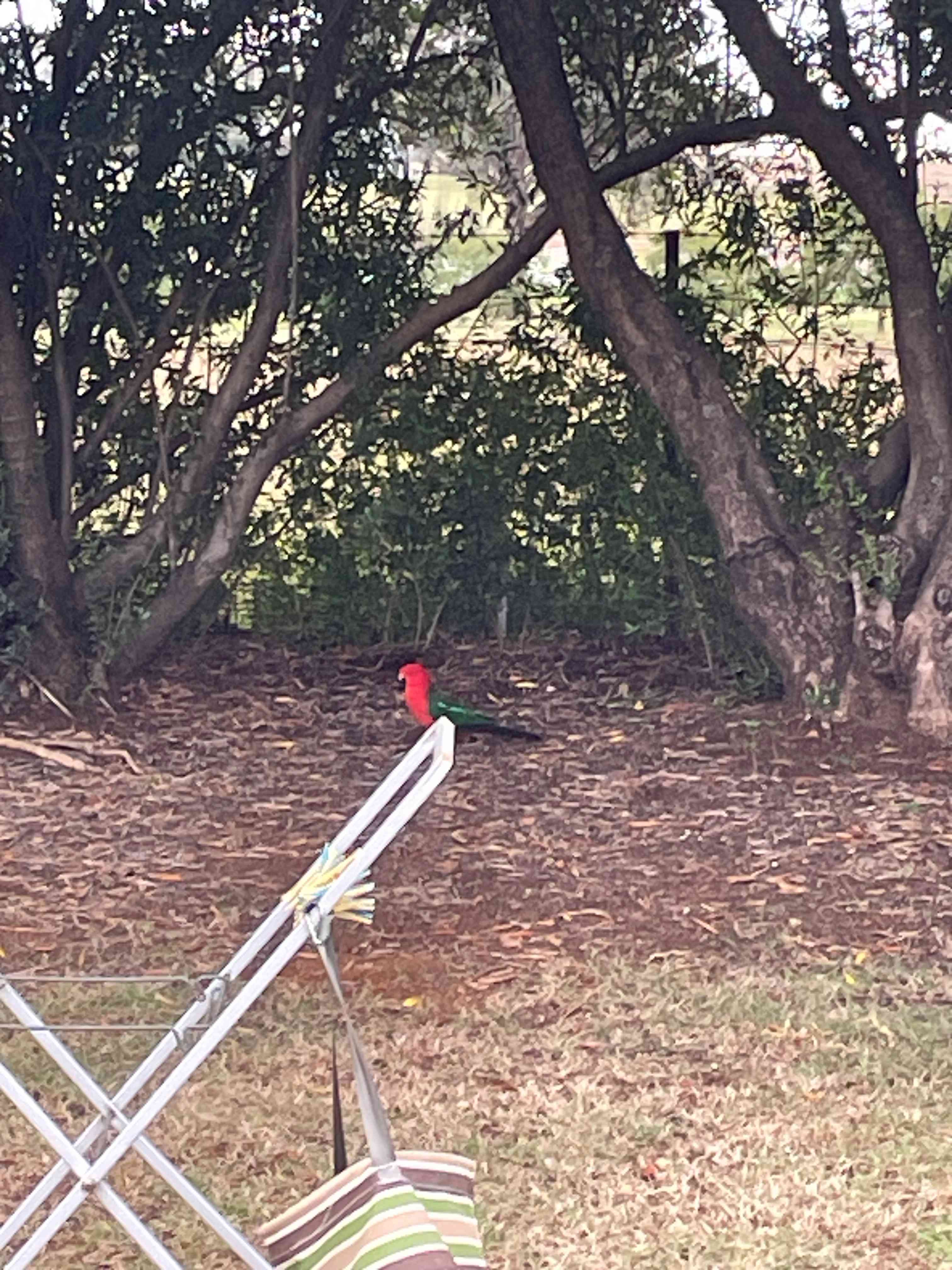 Natures Calling