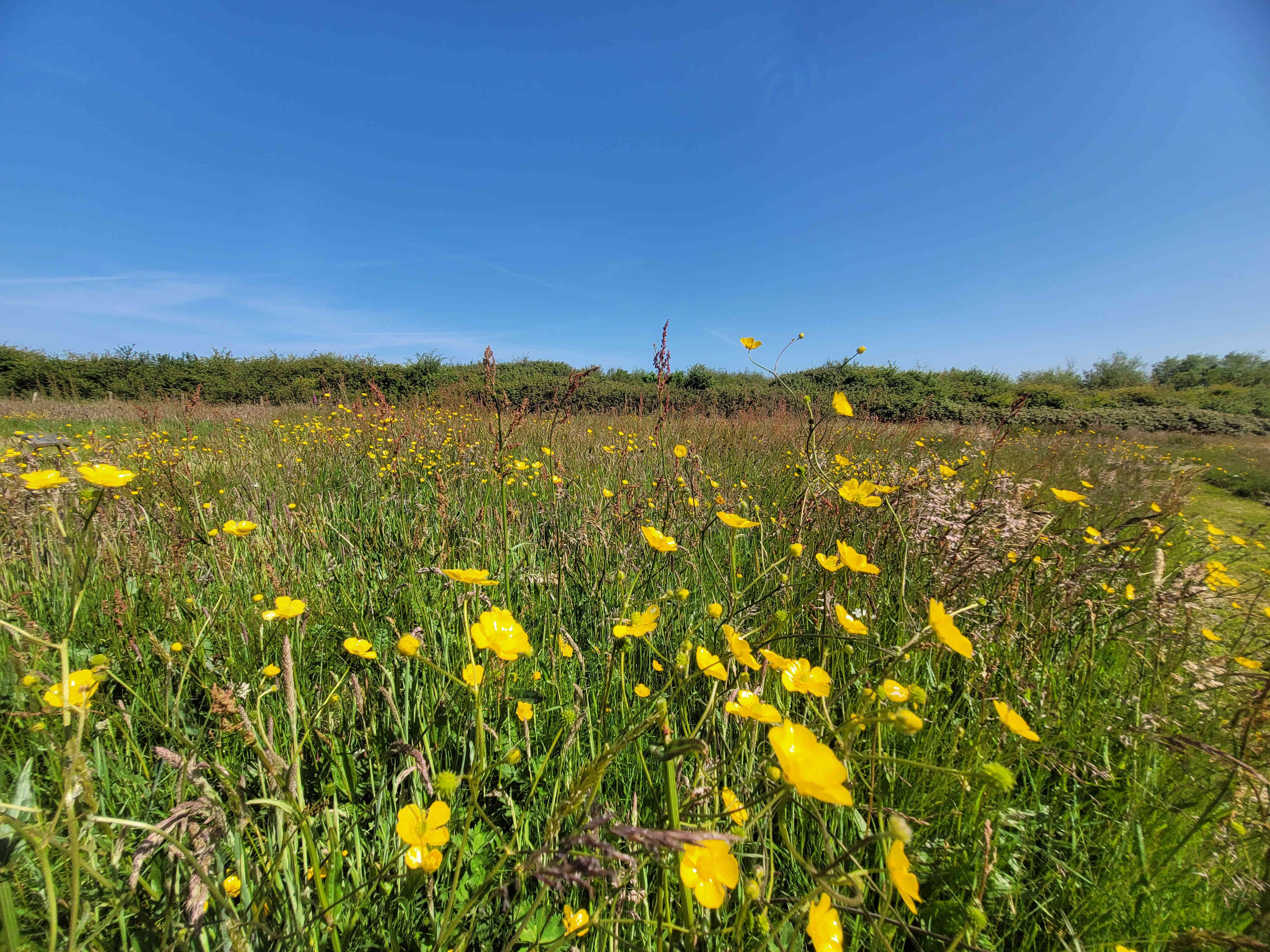 Felin Uchaf Meadow Camping
