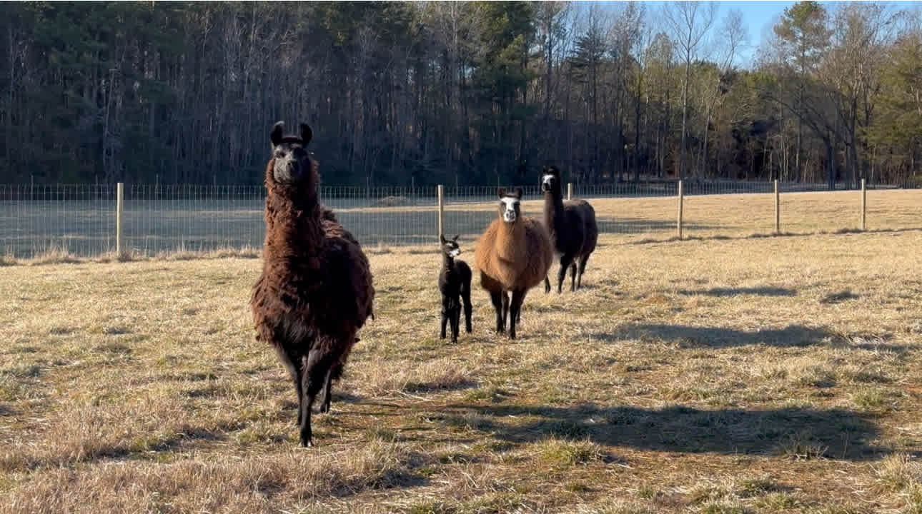 Farm & Zoo Campground