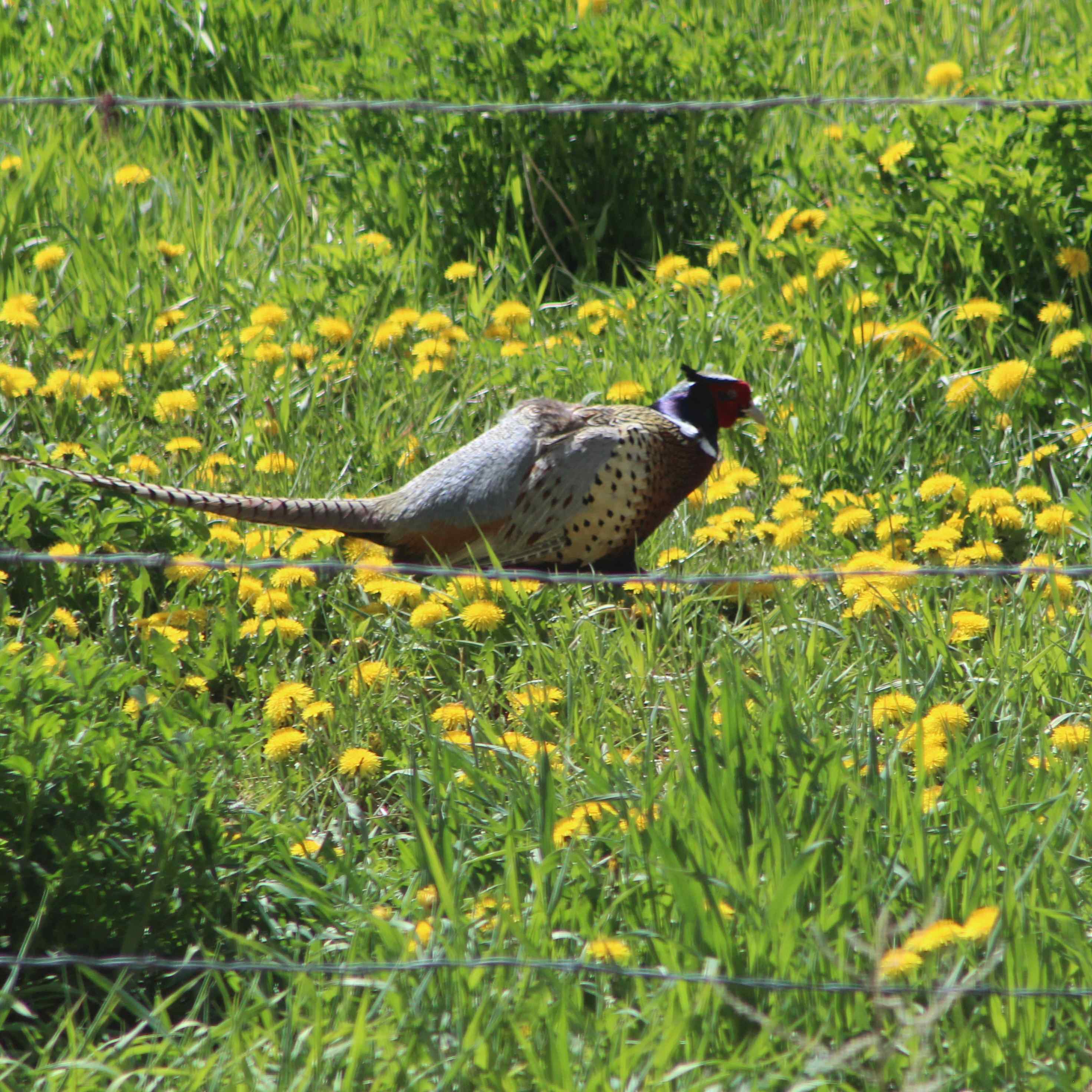 A few times a year, we get to see these beauties pass through the property!