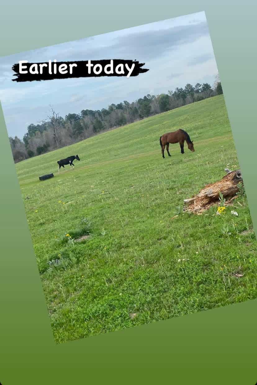 Willis Ranch