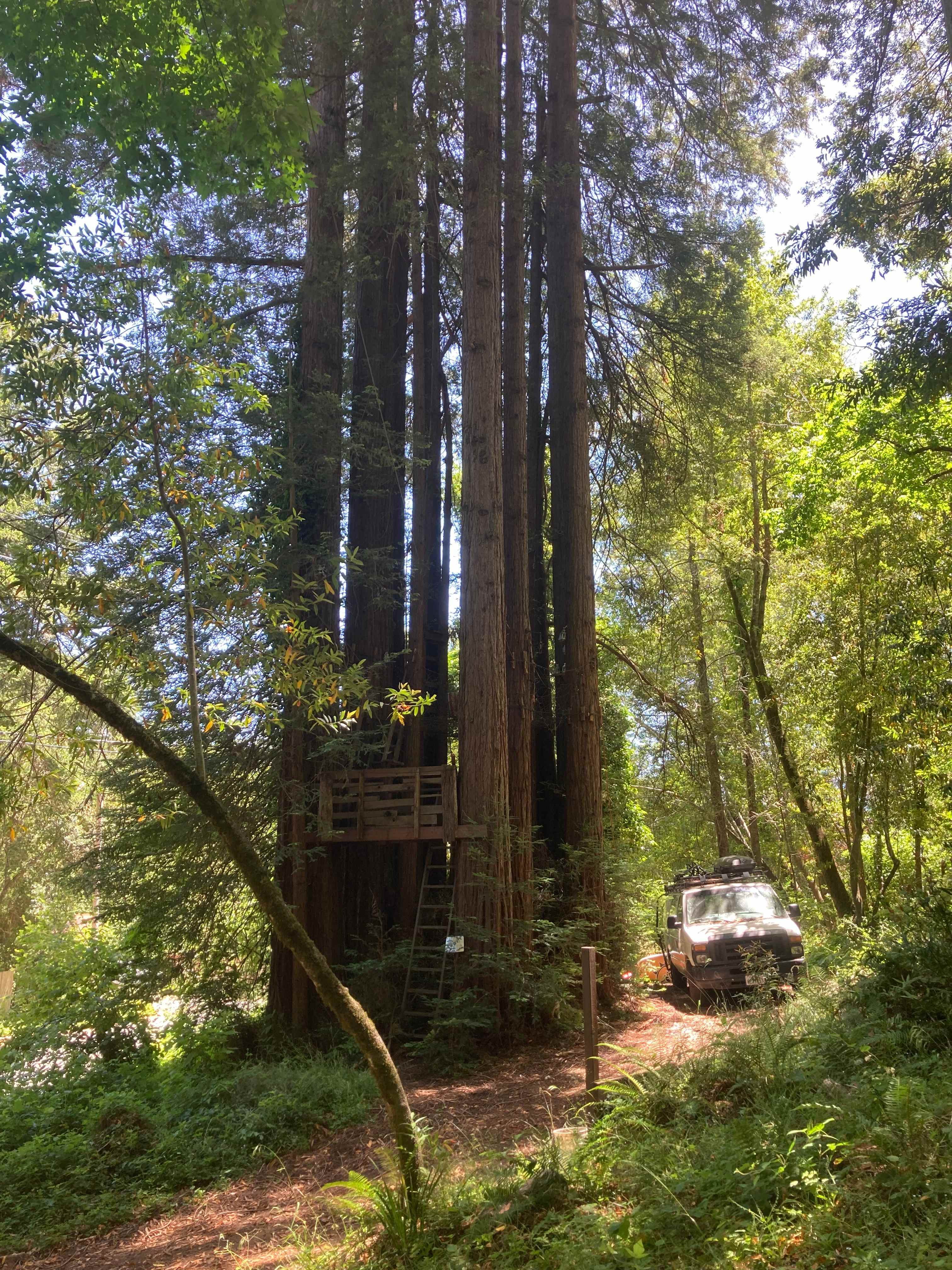 Sleep Up High In A Redwood Tree-net