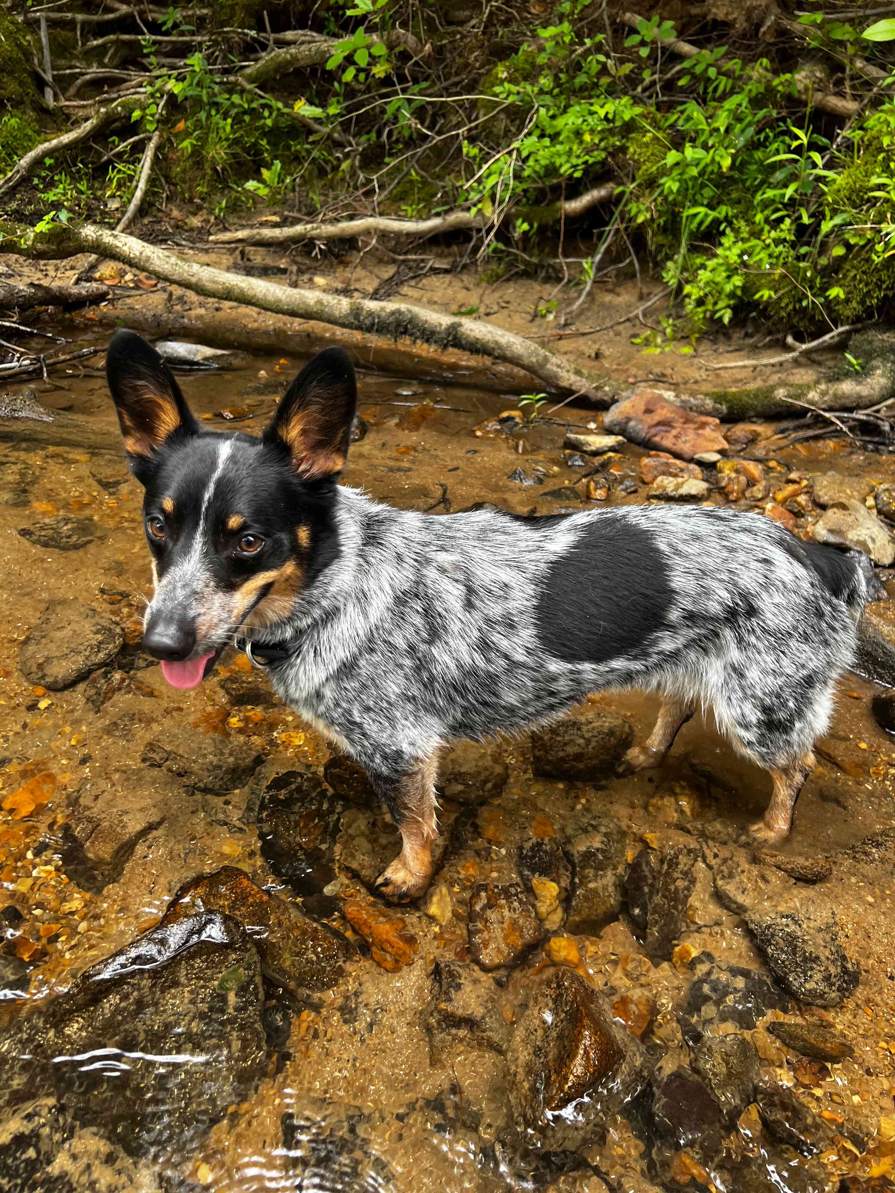 My dog enjoying the water