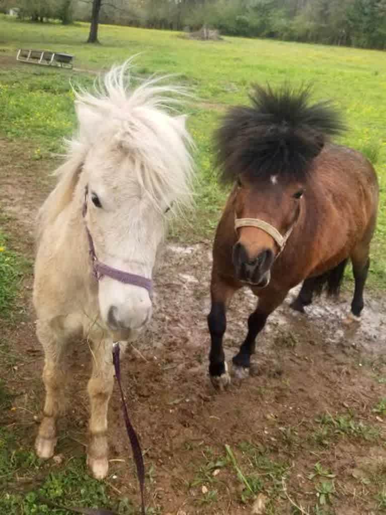 Liberty Stables Private Escape