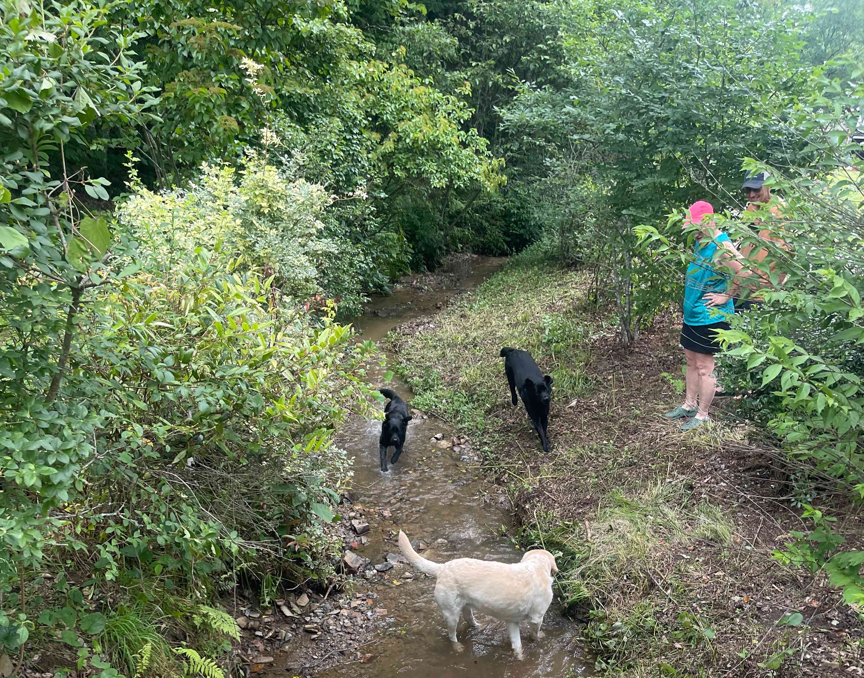 Trails & Tails Waterfalls Retreat