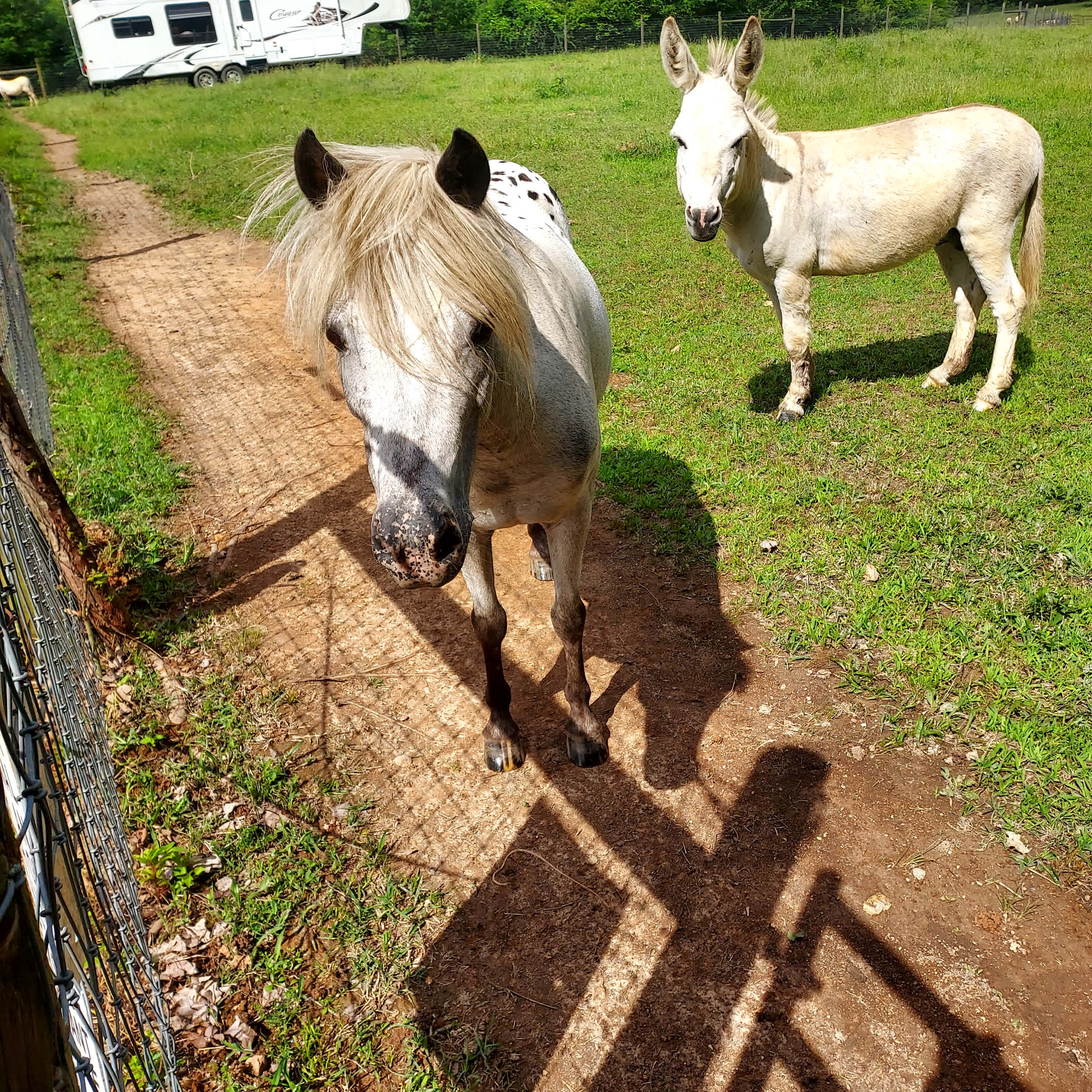 Shadowood Acres