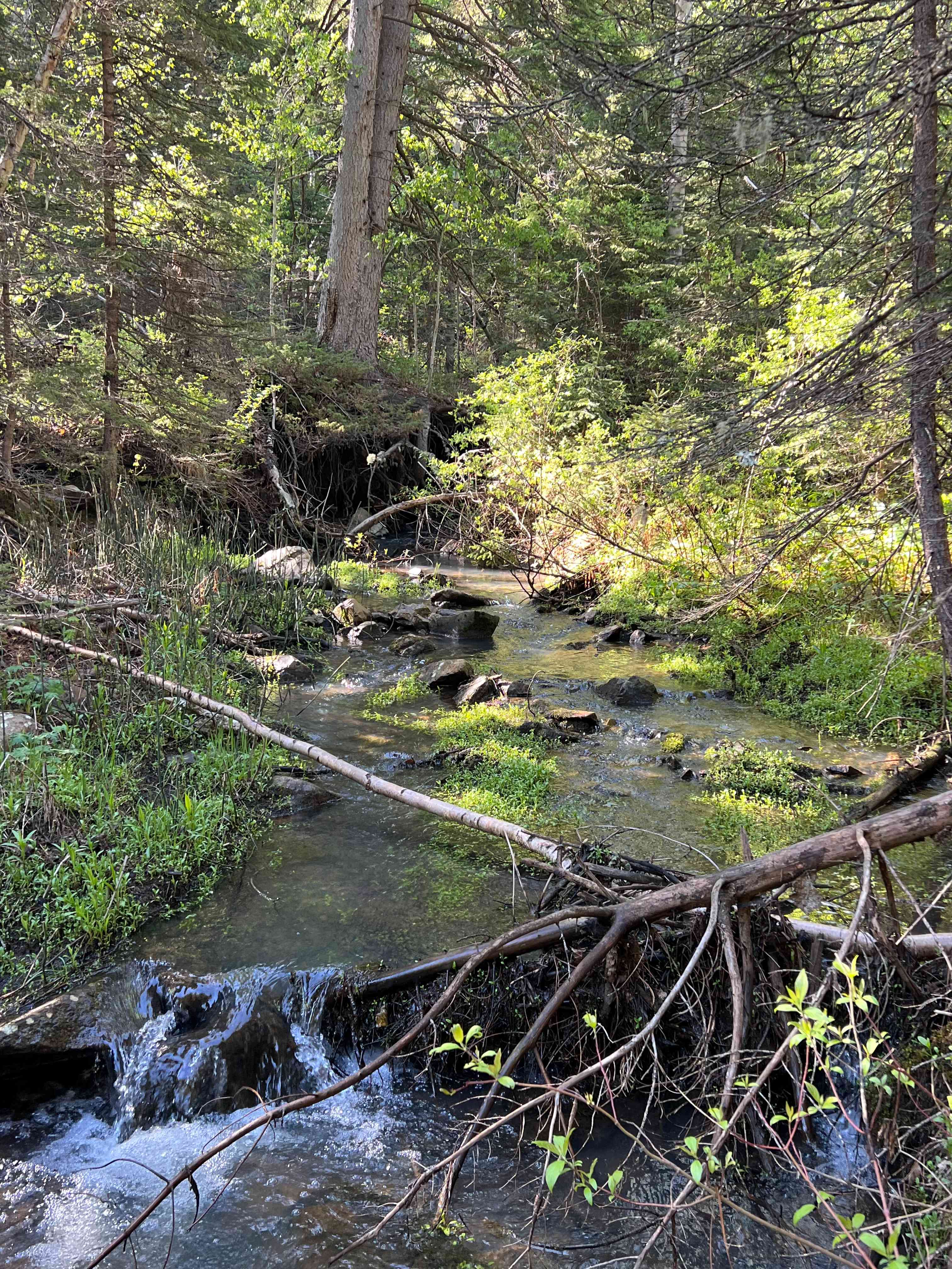 Eagle Lode