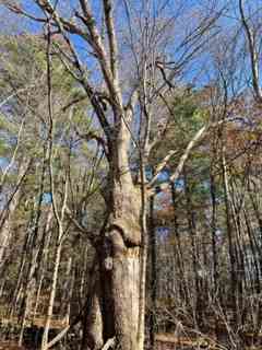 Woodland Sanctuary In Western Mass