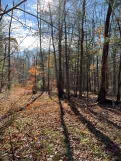 Woodland Sanctuary In Western Mass
