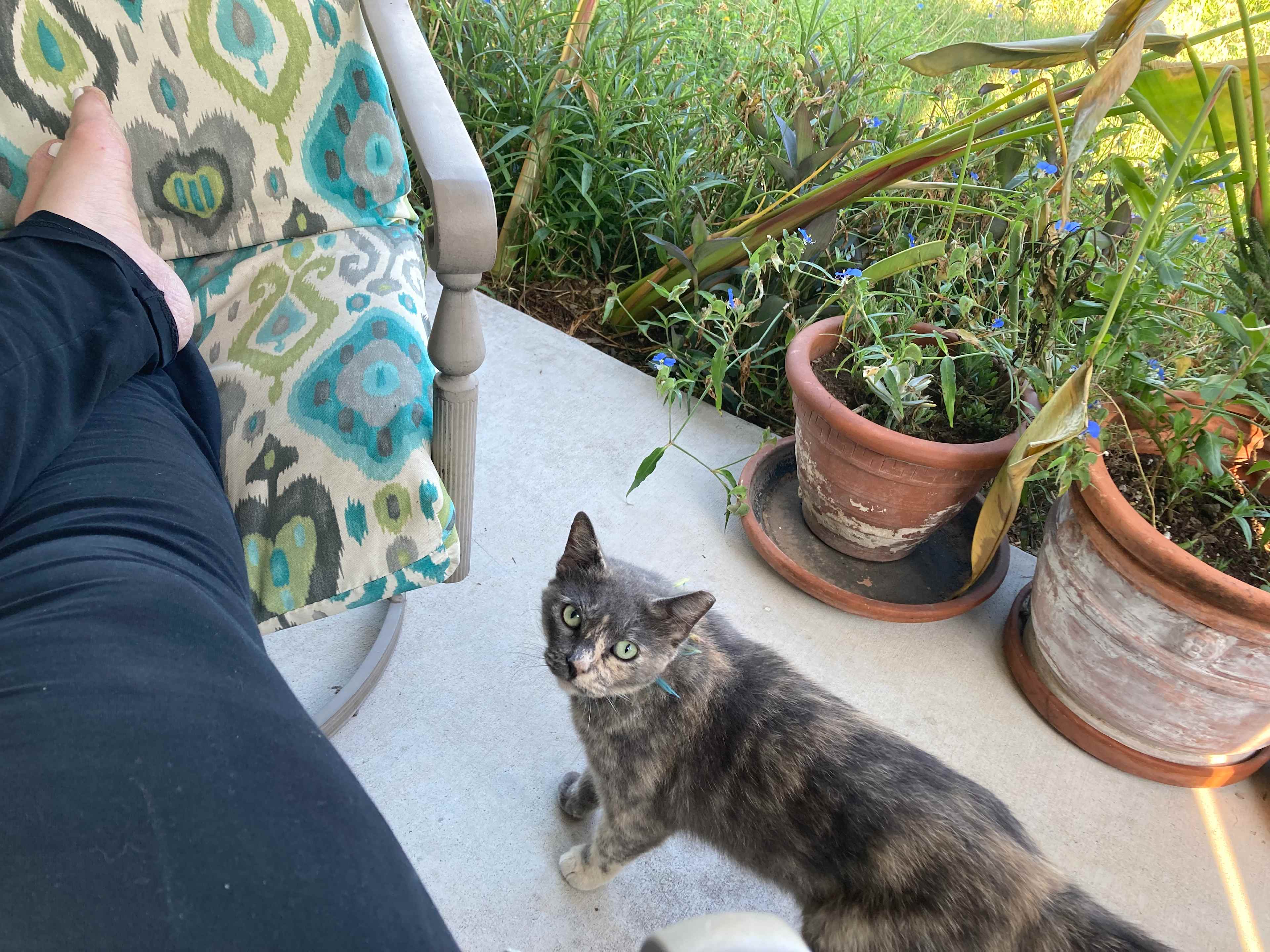 Friendly porch cat