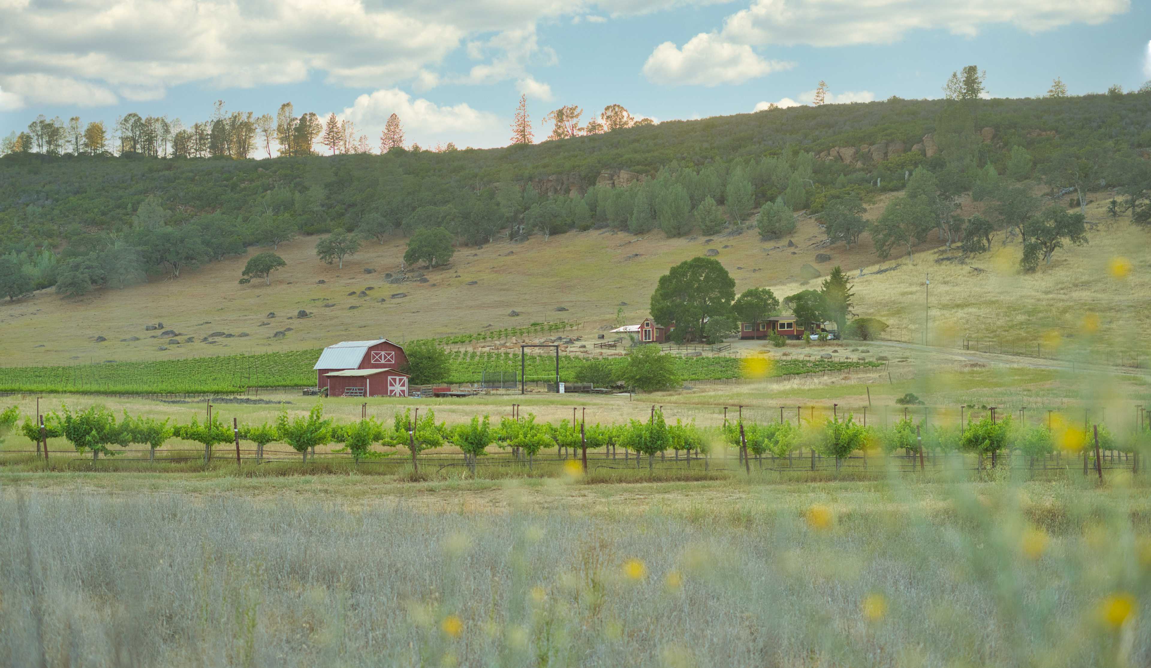 Vineyard Camping at Bad Rat Ranch