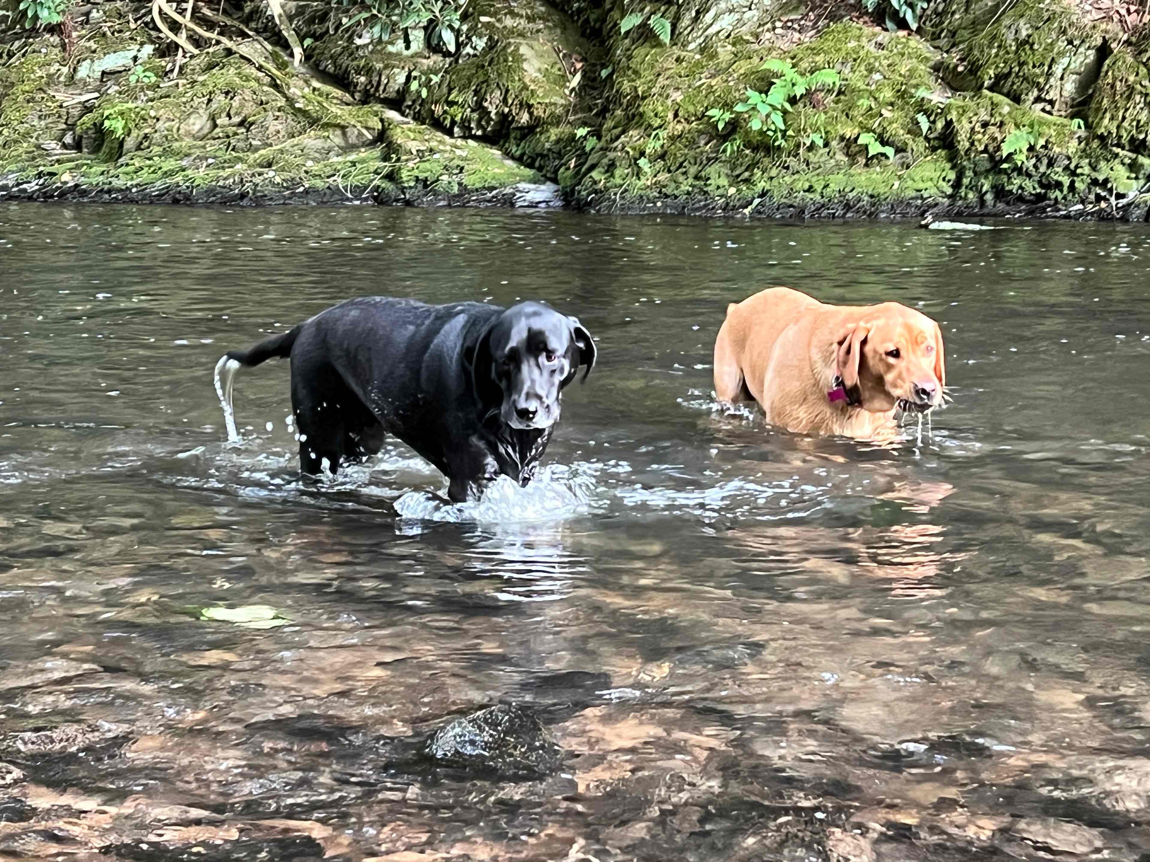 Streamside Acres