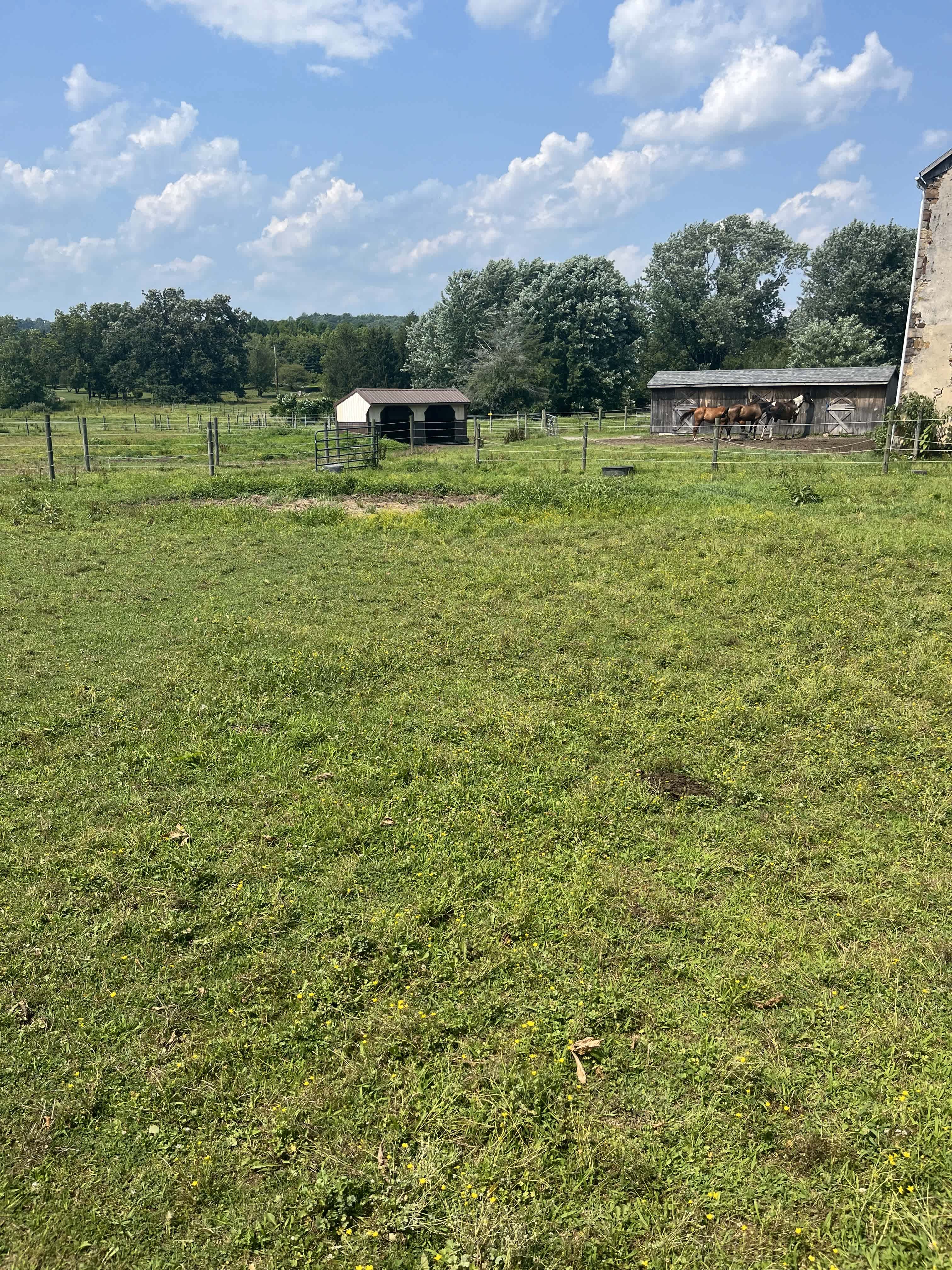 Peaceful Horse Farm