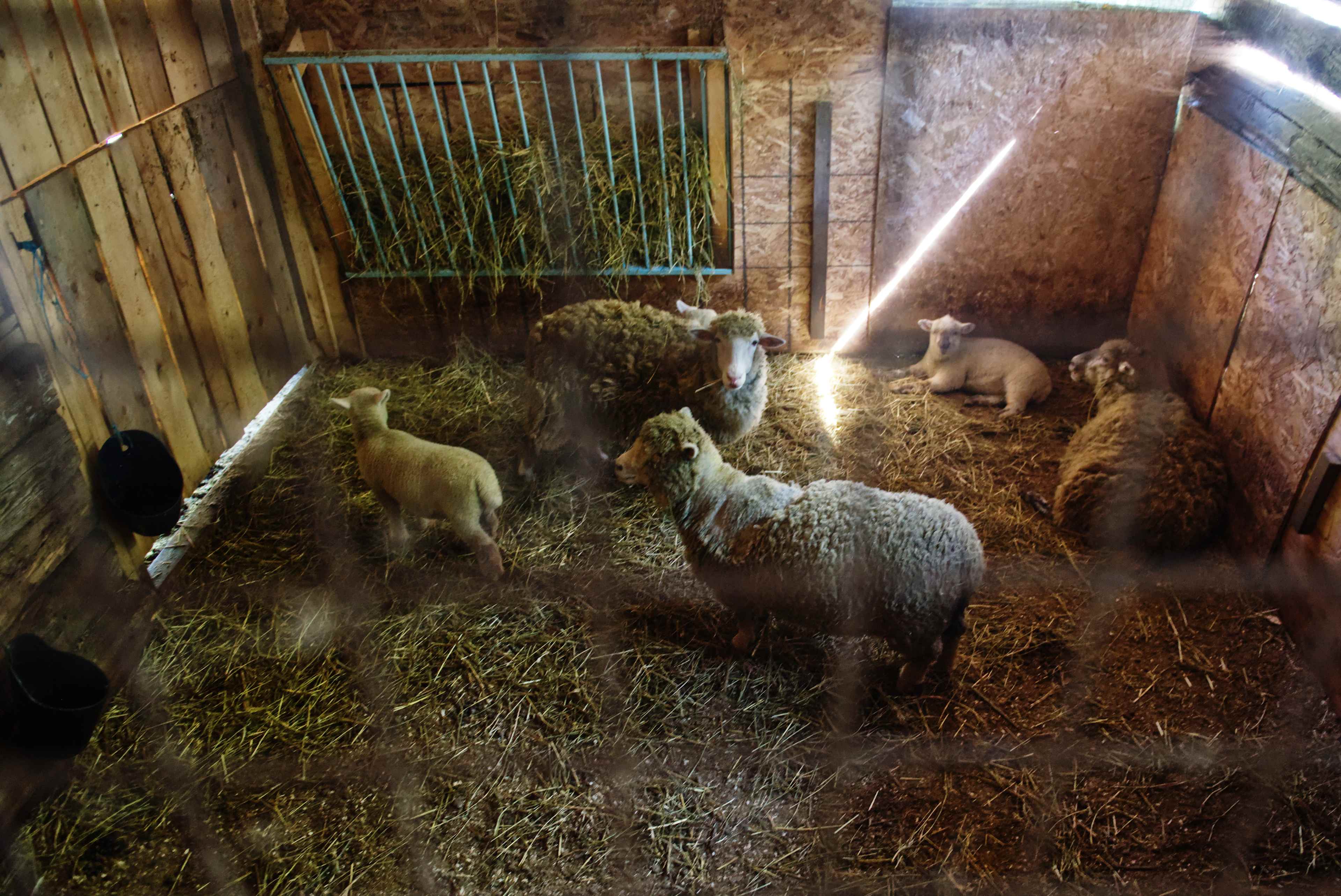 The sheep that live below the loft