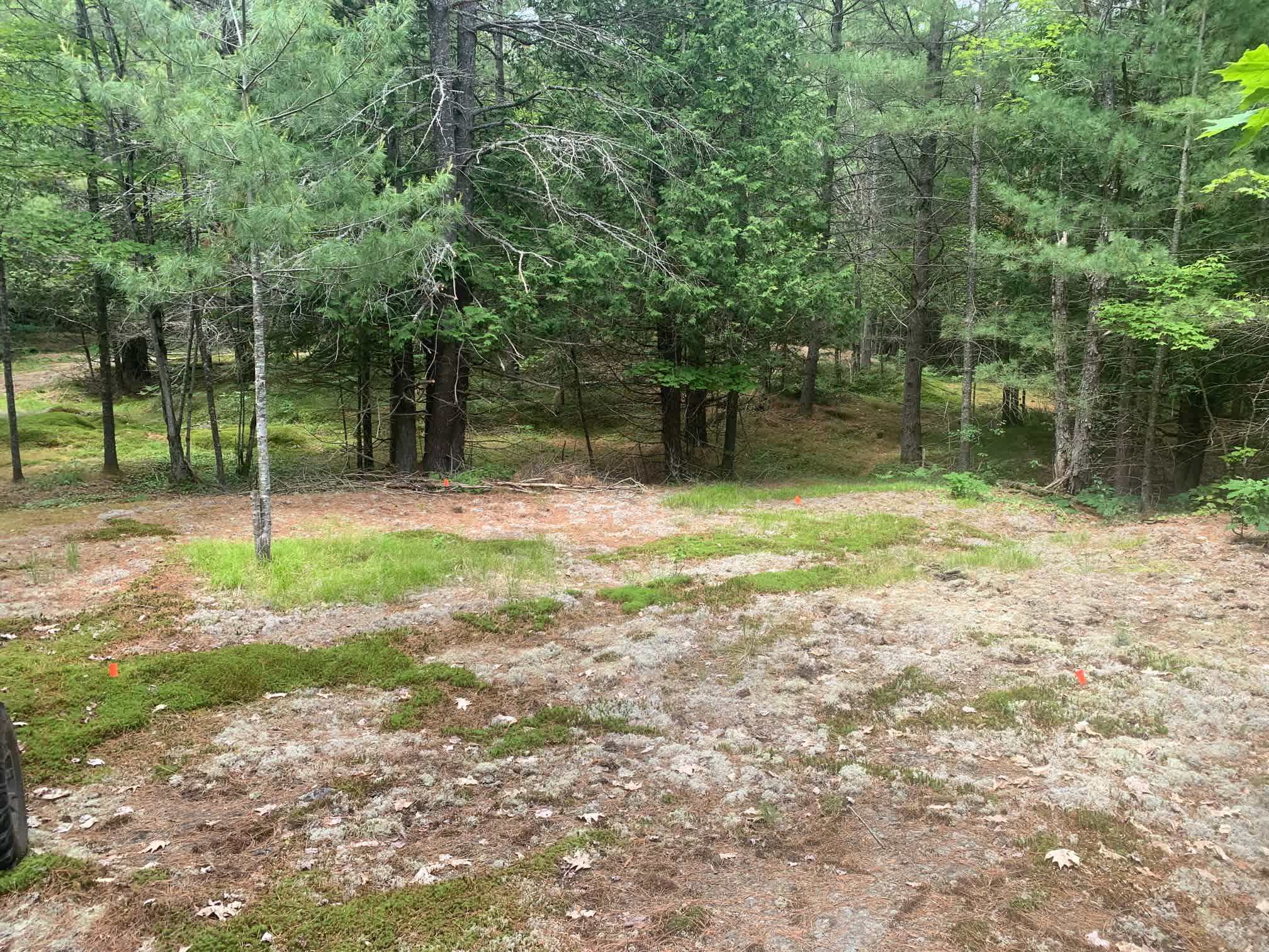 Freedom Forest