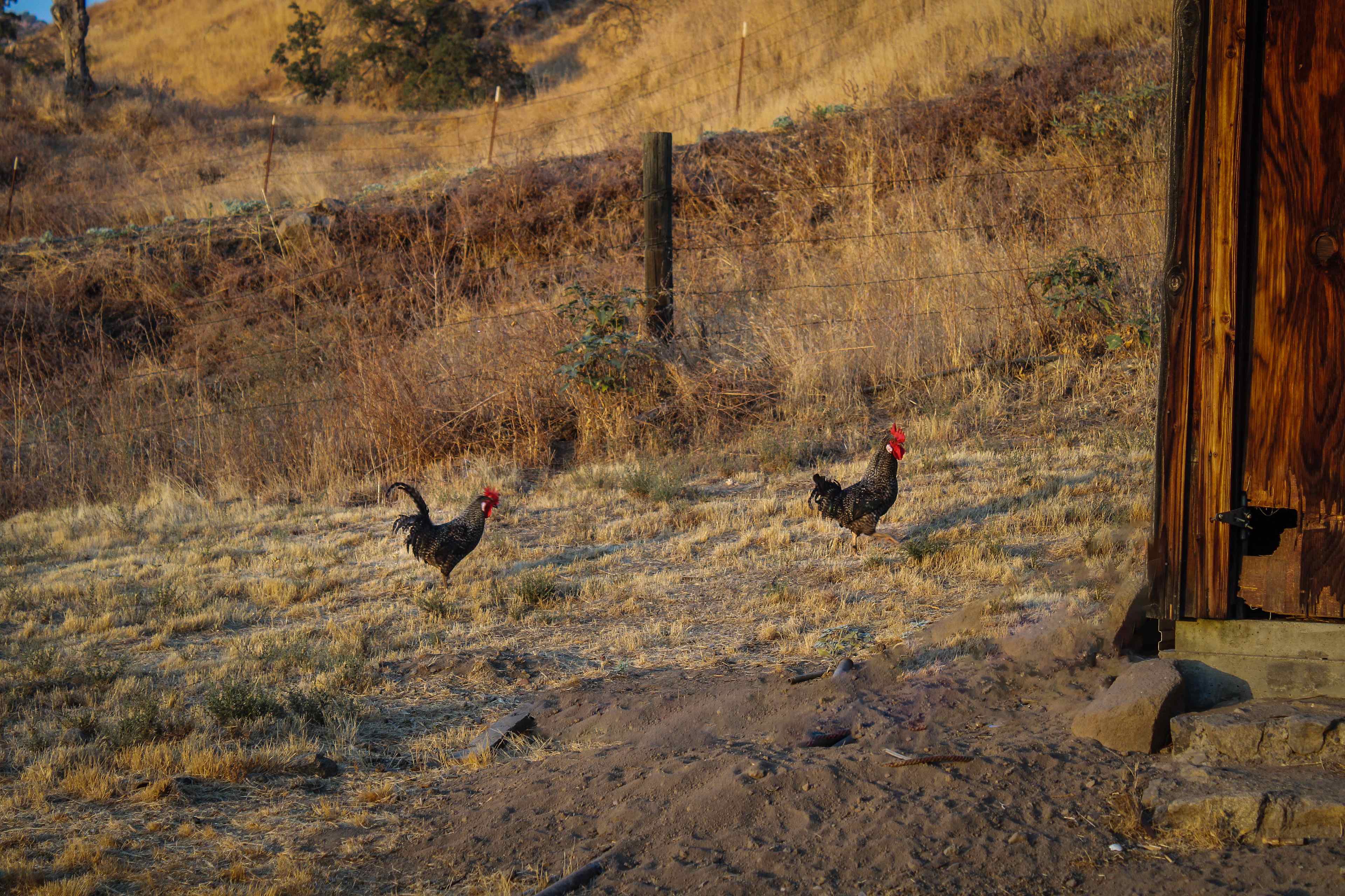 Note there are animals on the lower property if you have pets! 