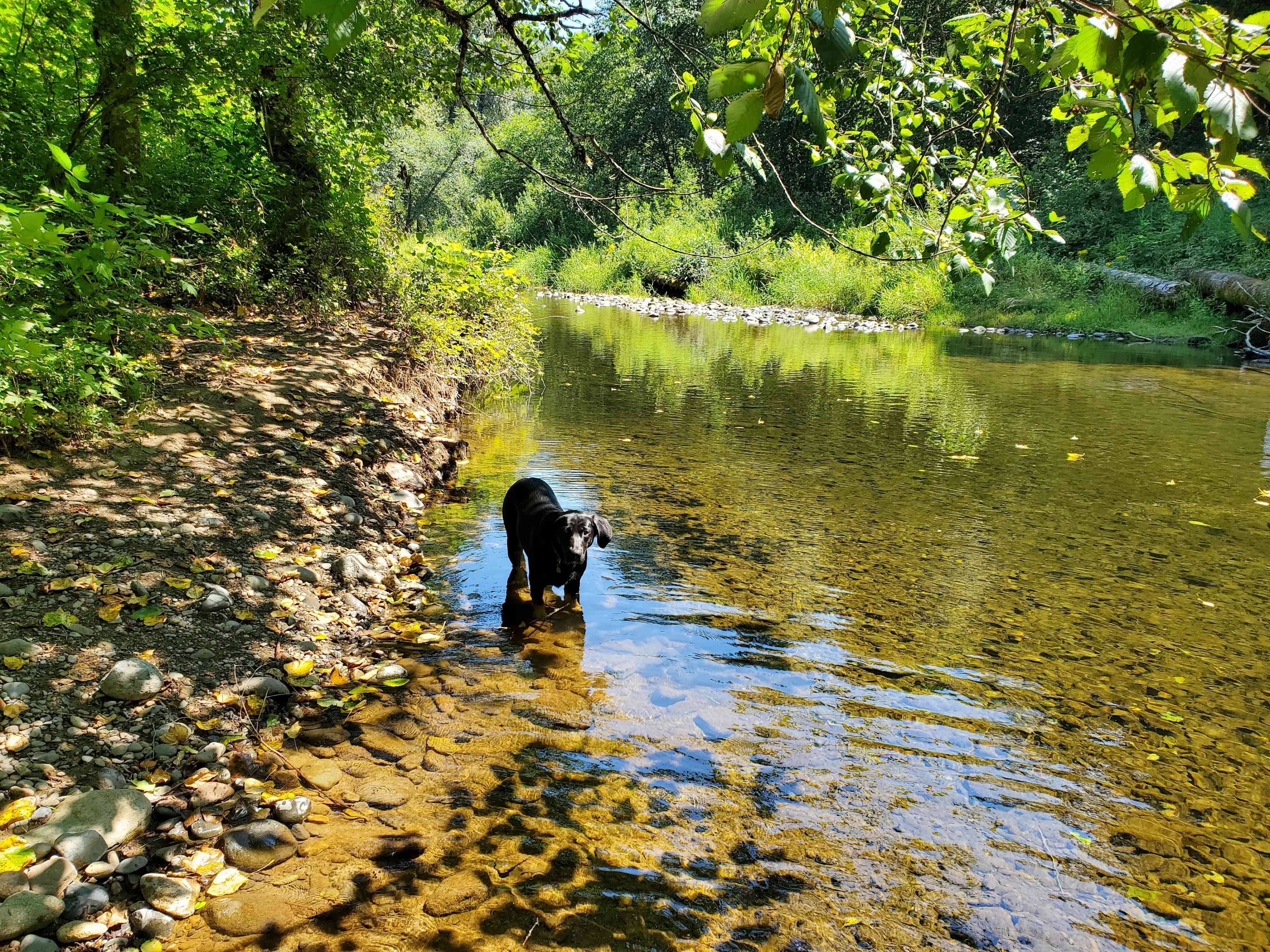 Our new friend showed us how to cool down in the creek (South Prairie Creek)