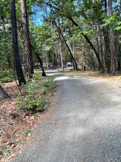 Pine Tree Woods