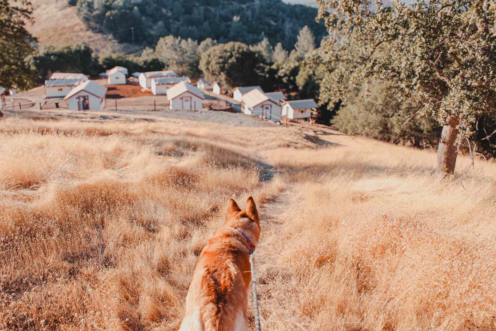 Hiking trails that come down the hill back to the tents