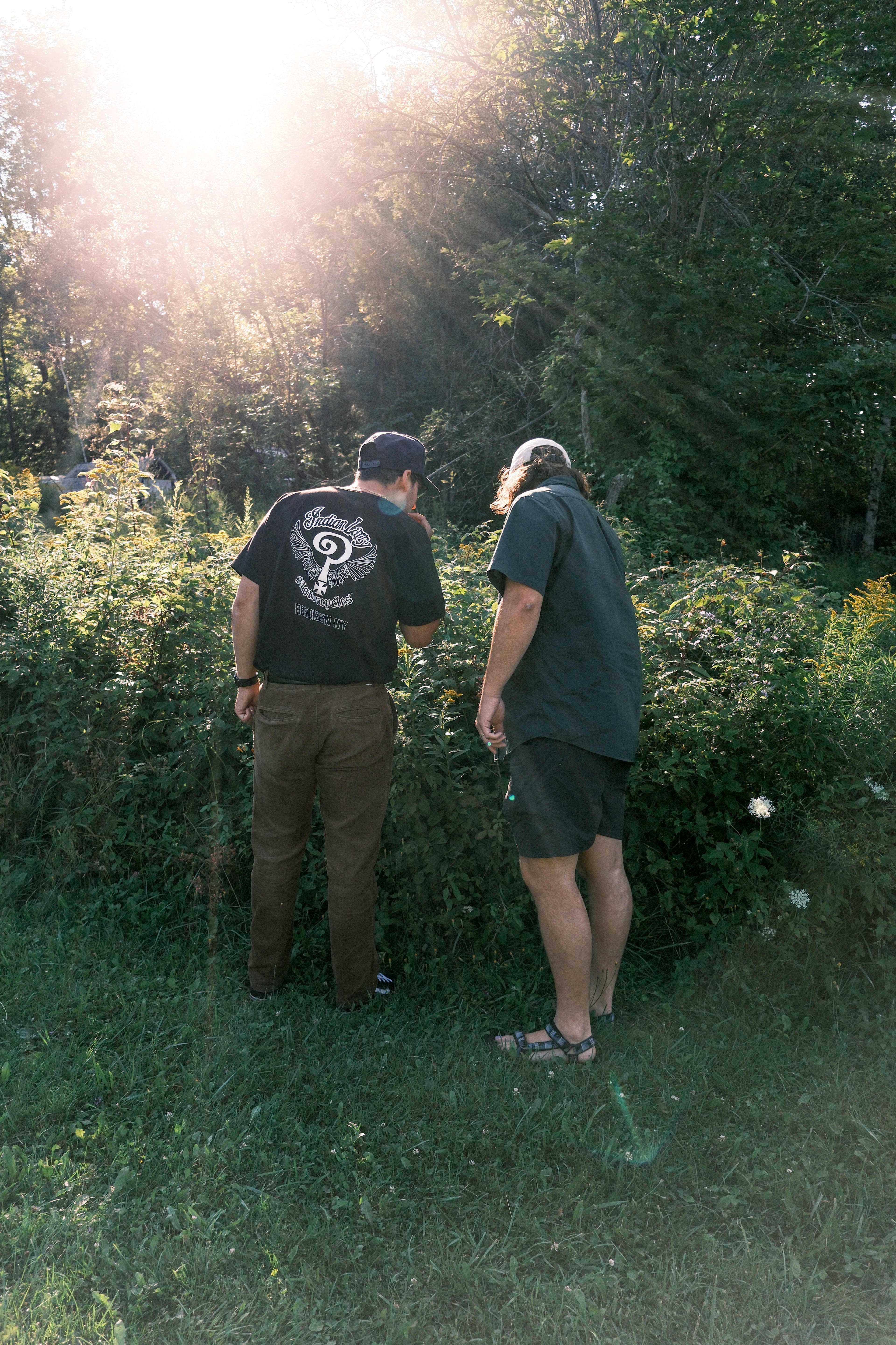 Picking blackberries
