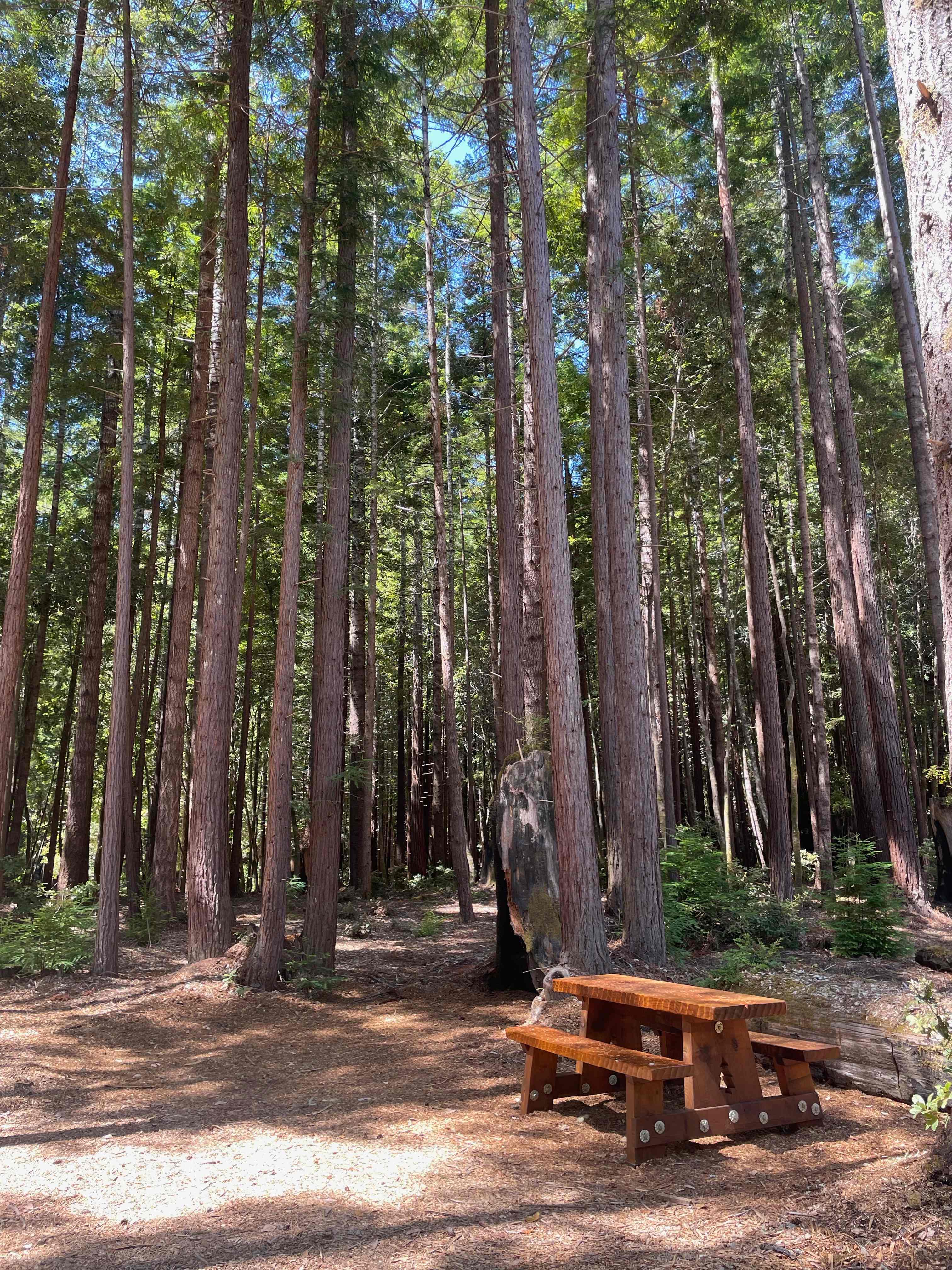 Rddwood camp site is one of three campsites for tent pitch or van/car camping. 